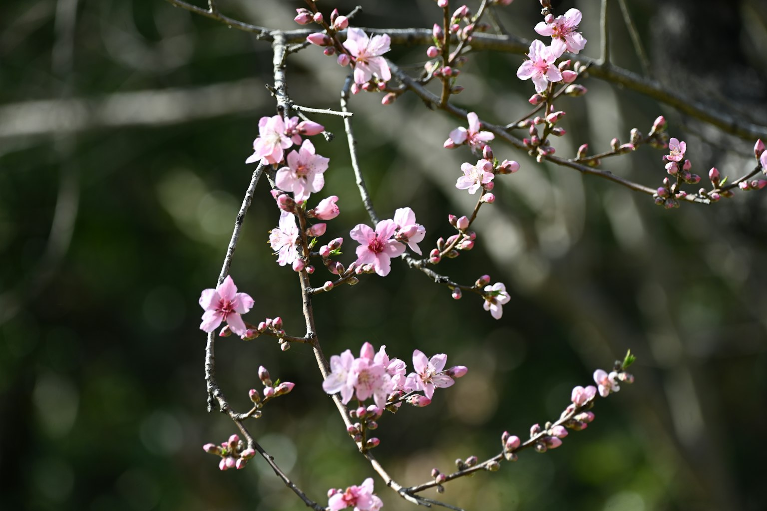 Primo piano di rami di ciliegio con fiori rosa