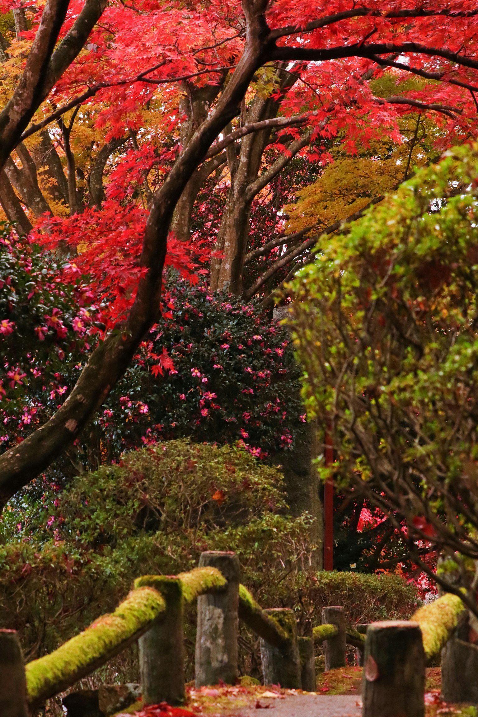 Sentiero panoramico con fogliame autunnale vibrante e ponte coperto di muschio