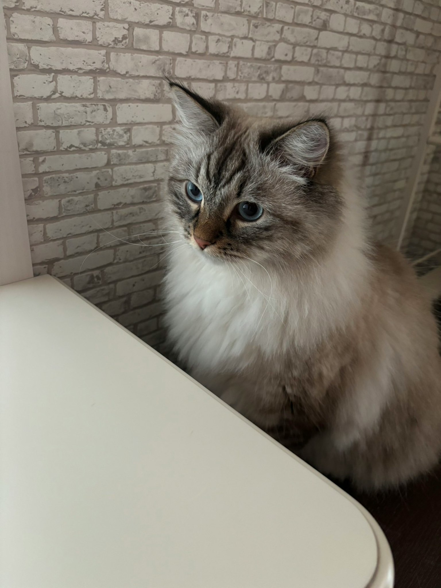 毛茸茸的猫咪坐在桌子旁边，眼睛是蓝色的