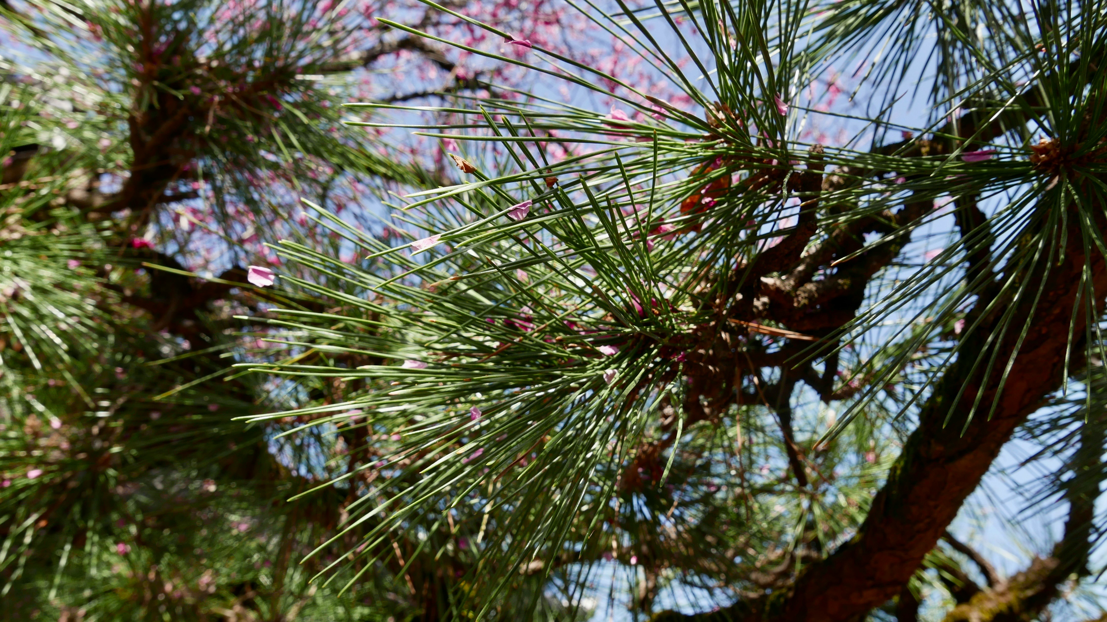 松針與樹枝映襯藍天