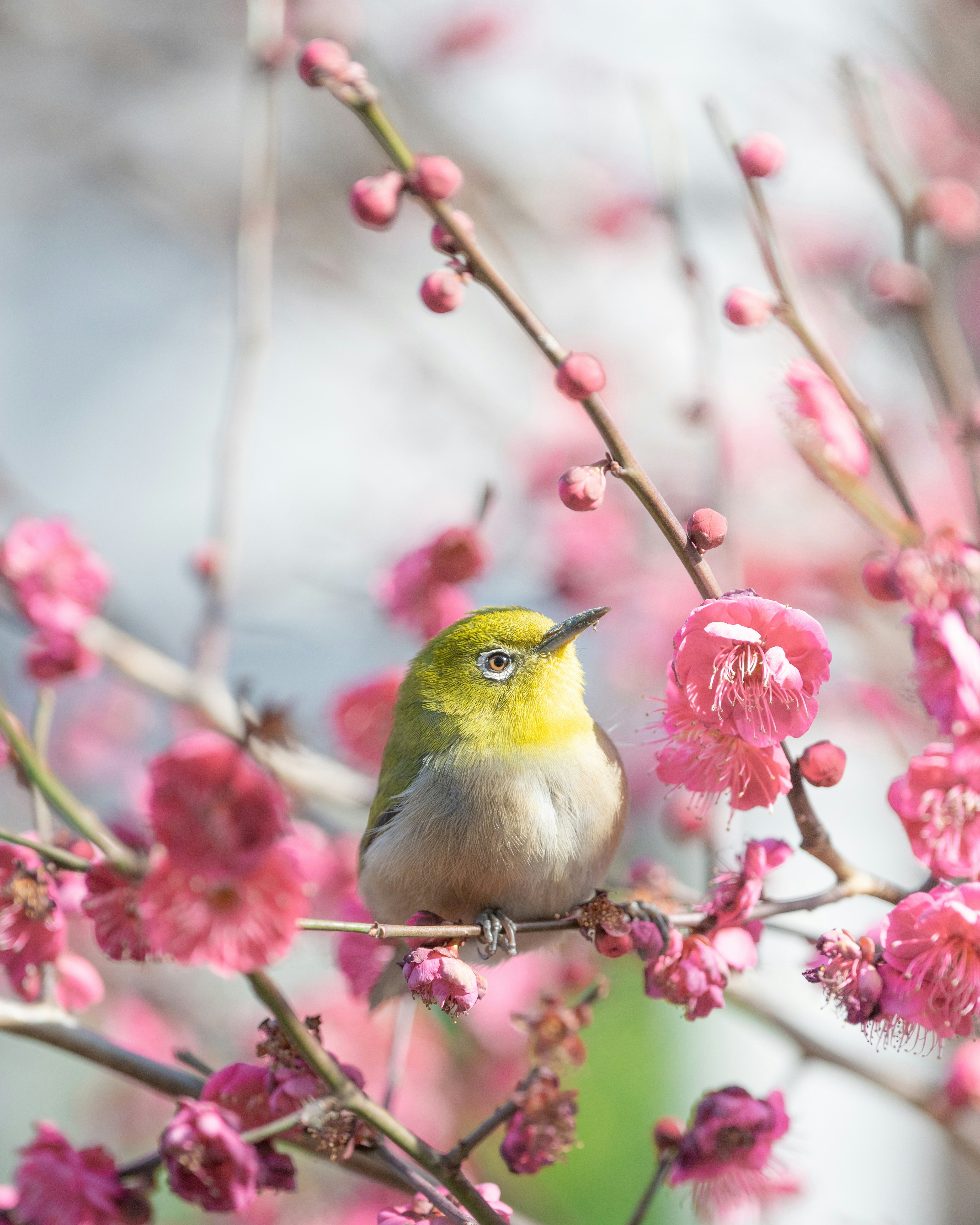 梅の花にとまるメジロ