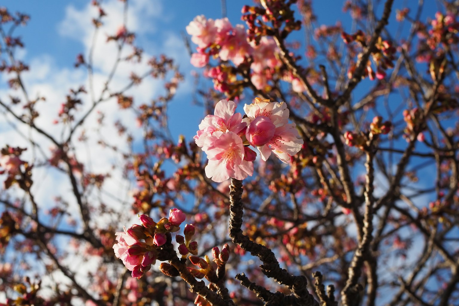 蓝天下樱花和树枝的特写