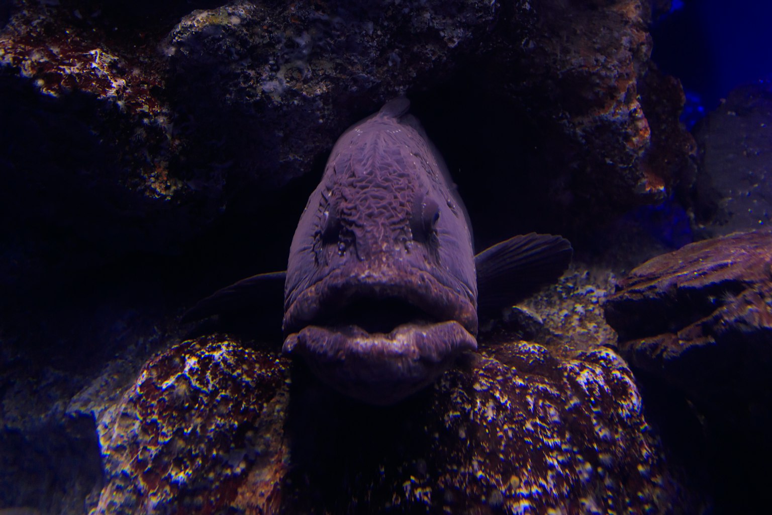 Volto unico di un pesce tra le rocce sott'acqua