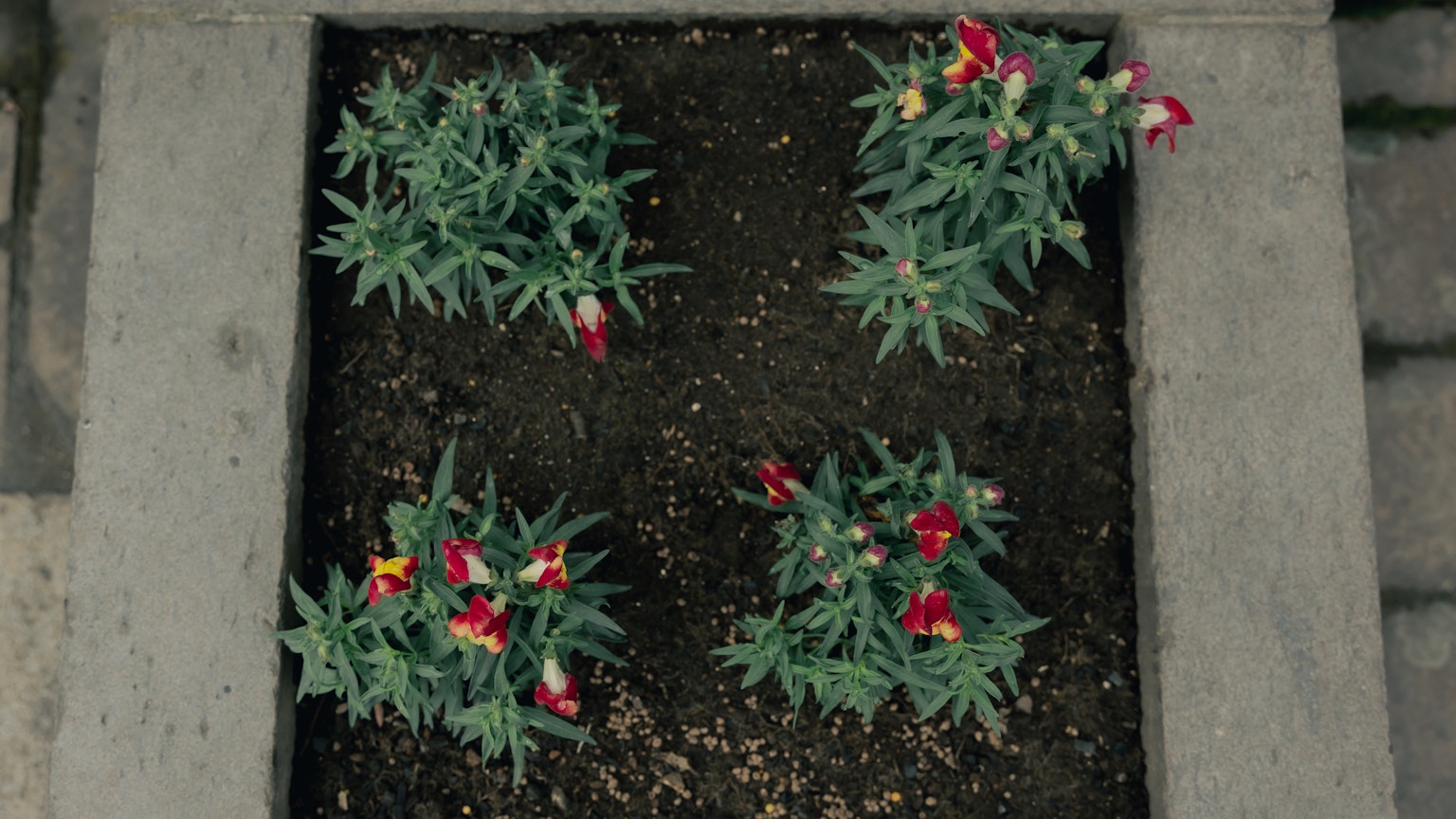 A top view of a garden bed with four clusters of green plants and red flowers