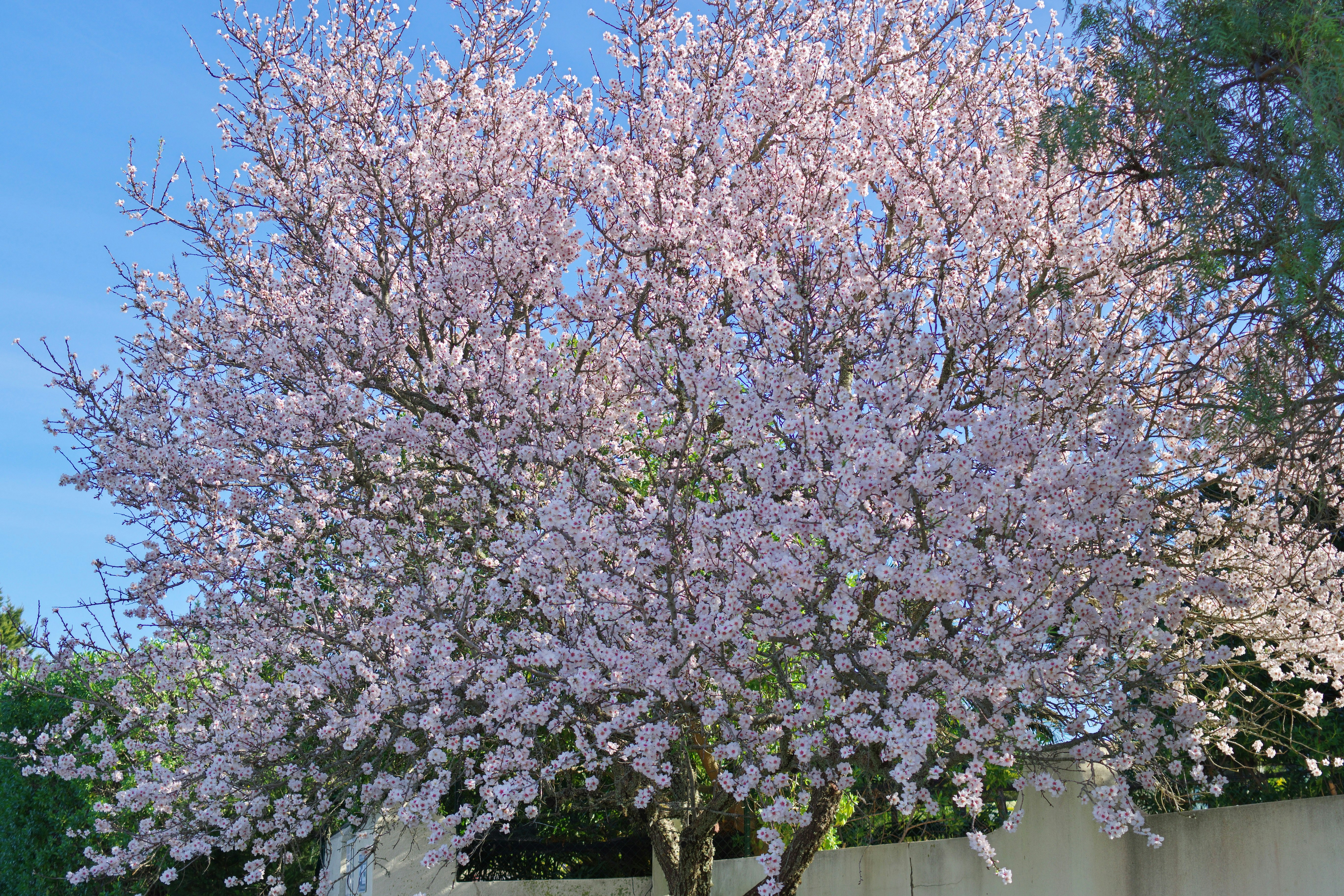 Ein blühender Kirschbaum vor blauem Himmel