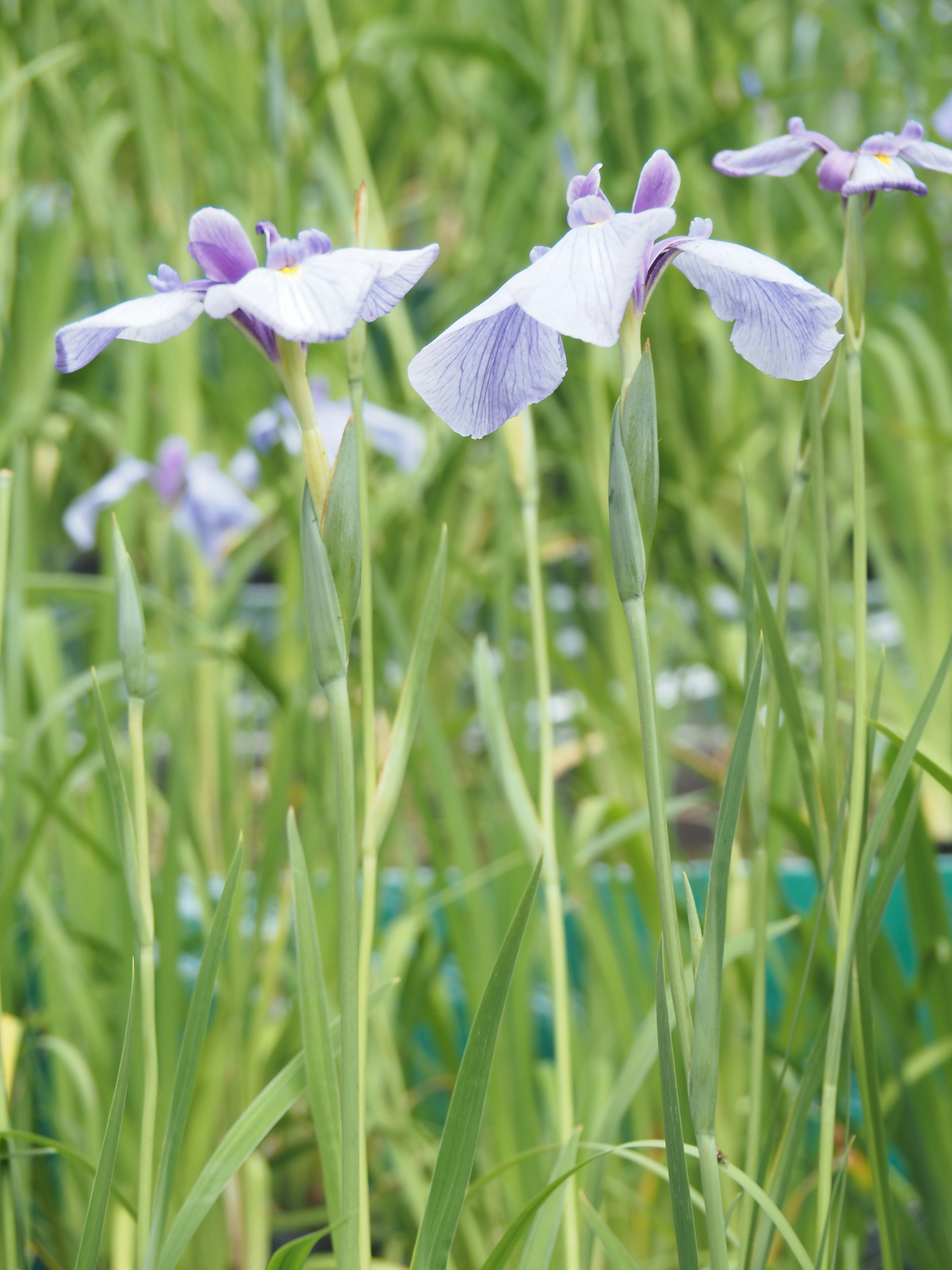 花菖蒲の花が咲く緑の花畑