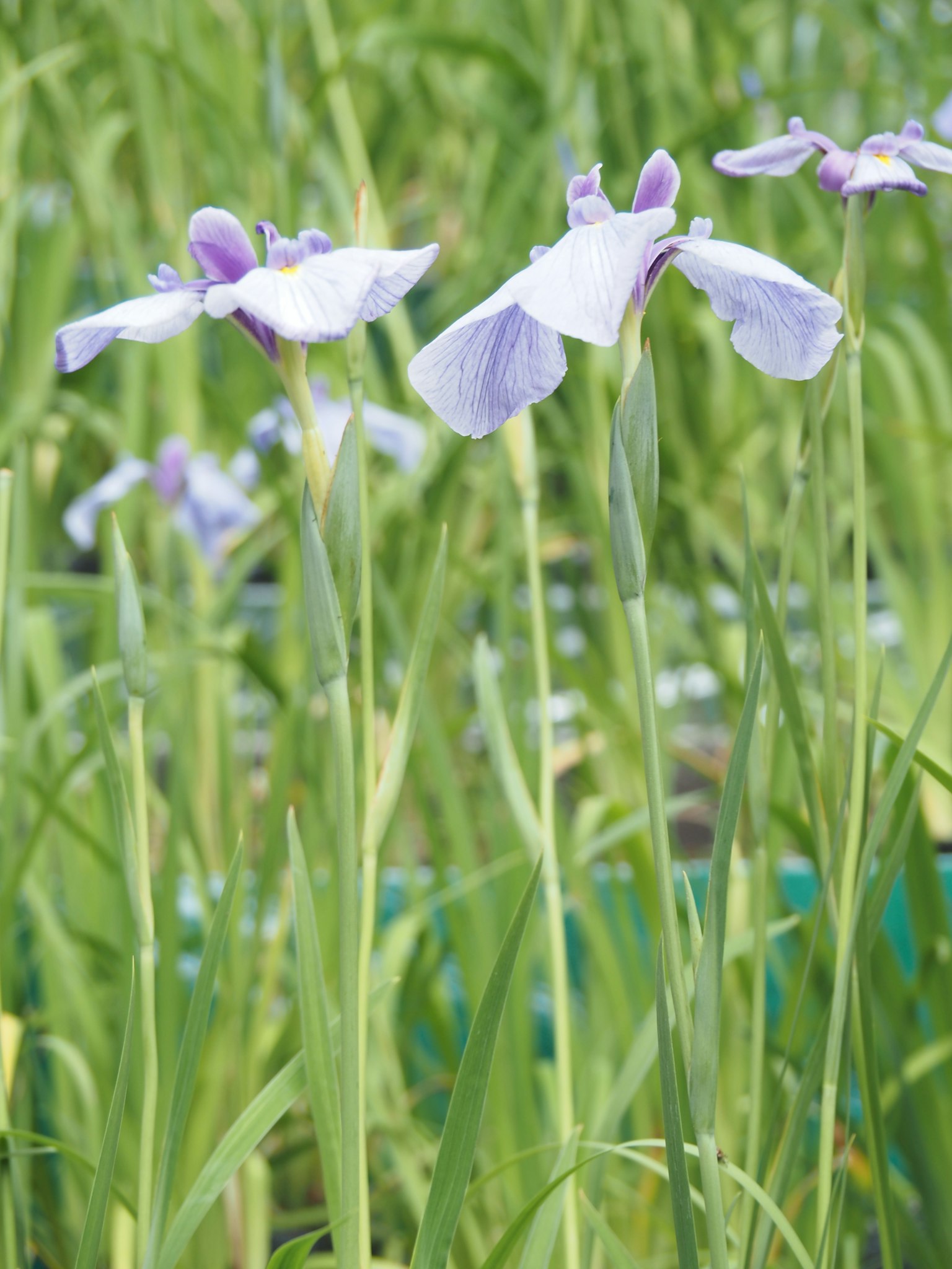 Groupe de fleurs violettes en fleurs dans un marais
