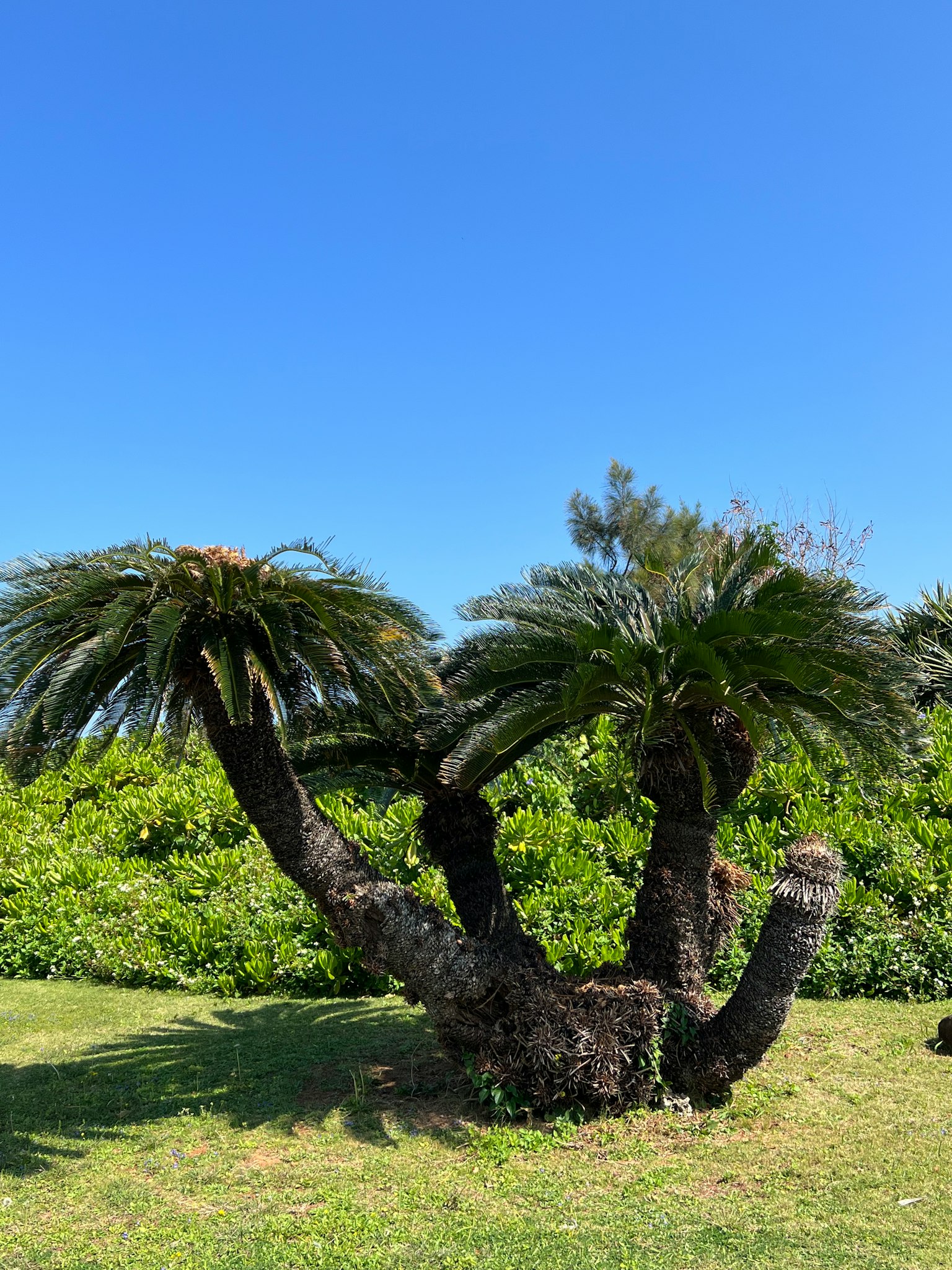 Albero di sago di forma unica sotto un cielo blu