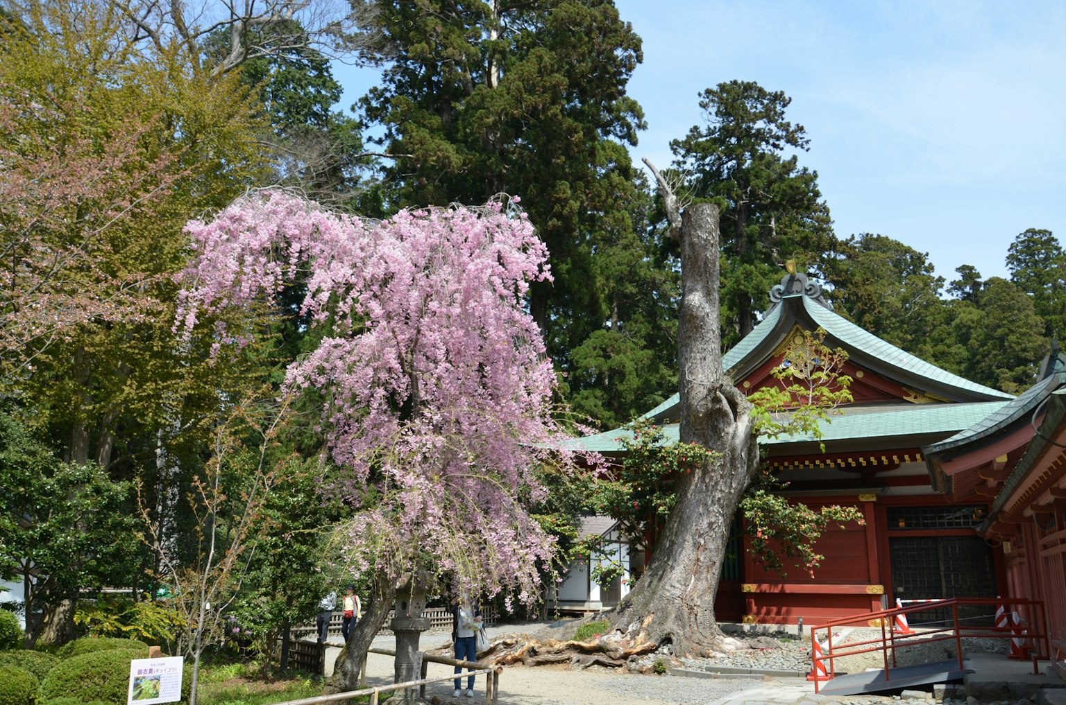 风景中有樱花树和传统日本寺庙