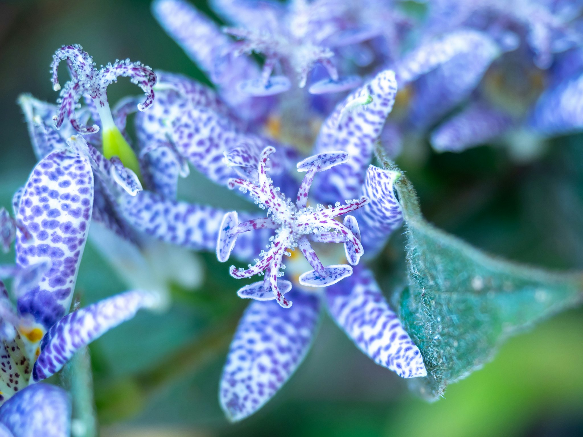 青紫の斑点模様の花が咲くマクロ画像