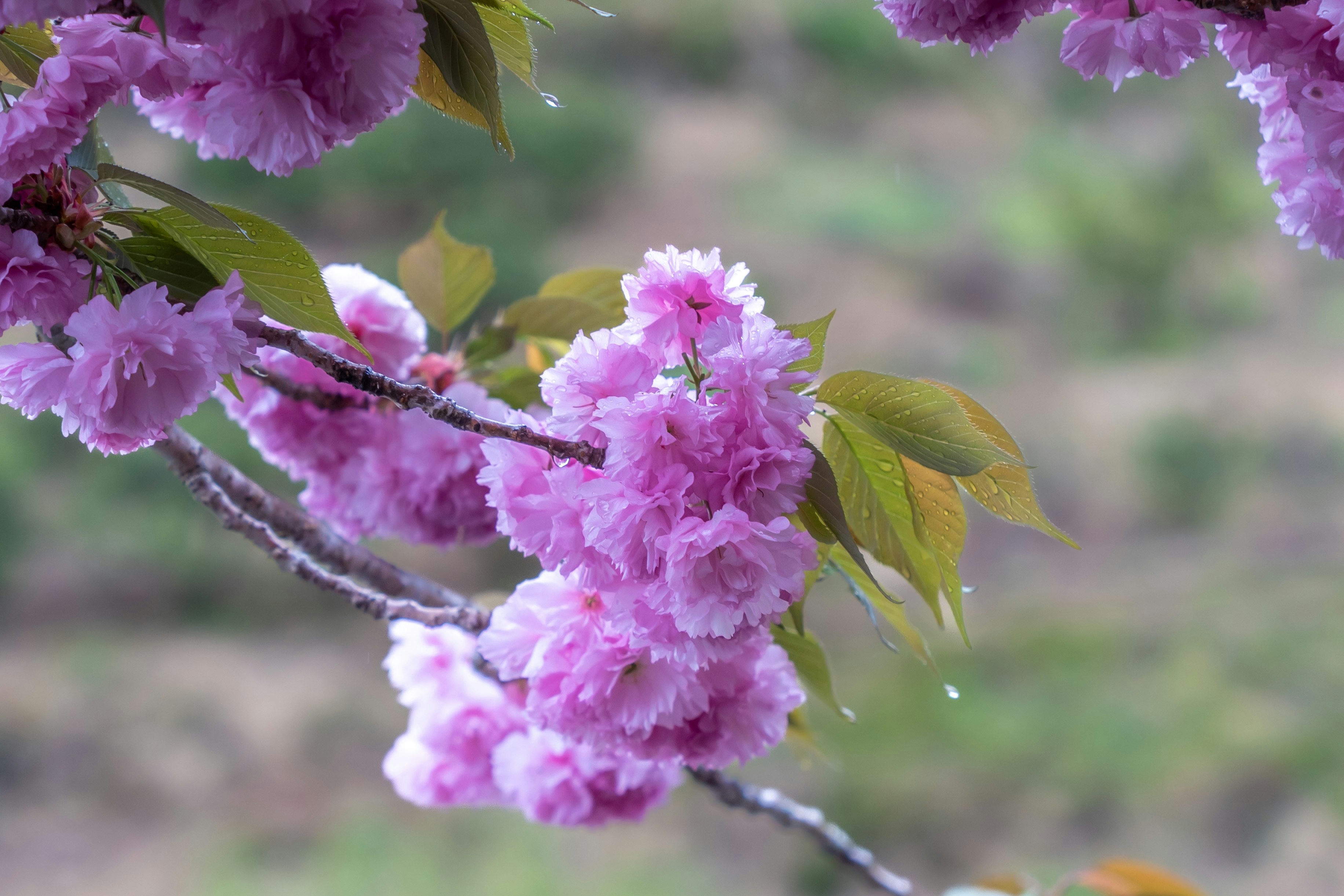 ピンクの花が咲く桜の枝のクローズアップ