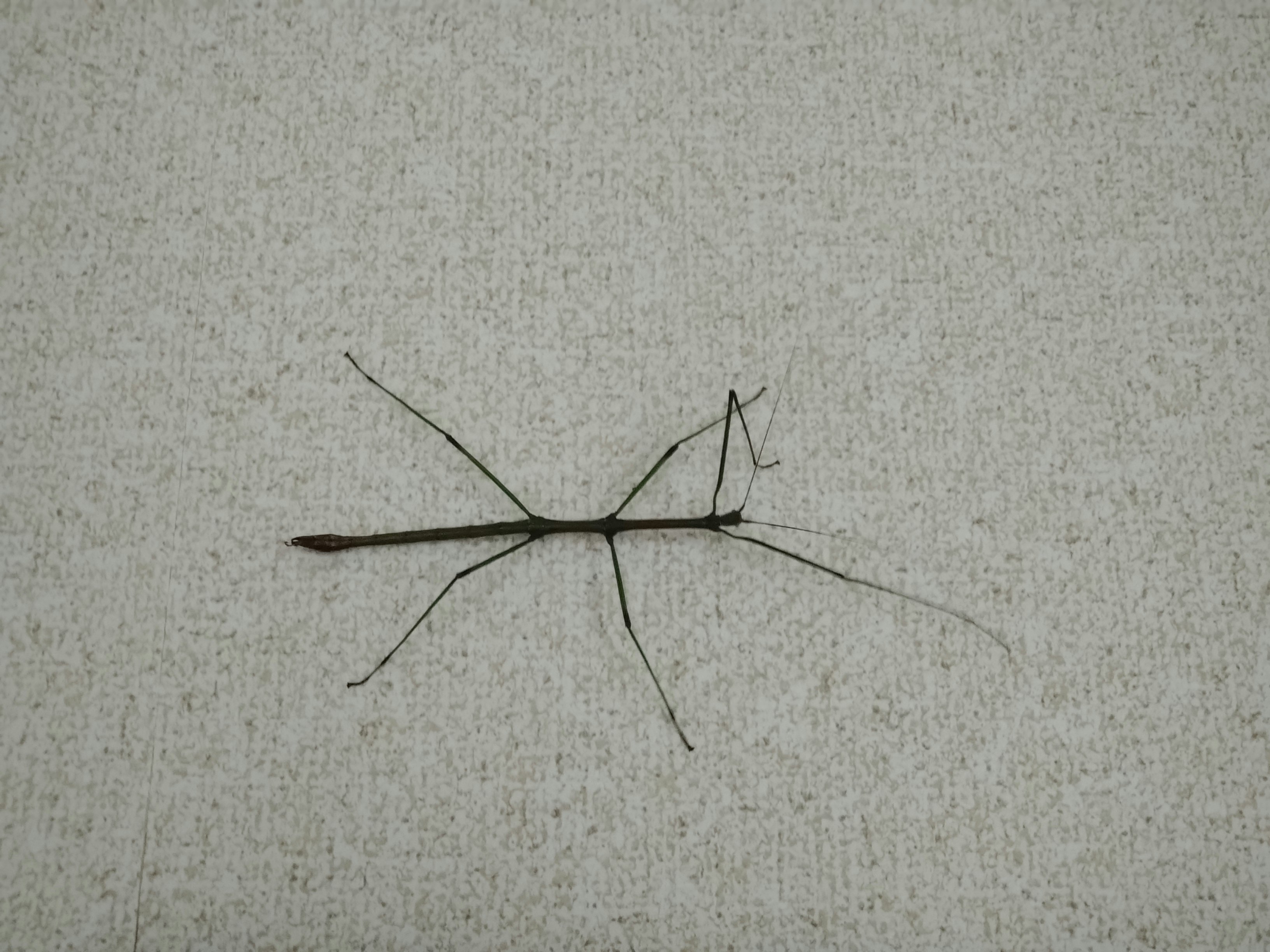 Nahaufnahme eines Stabschrecks auf einer Wand