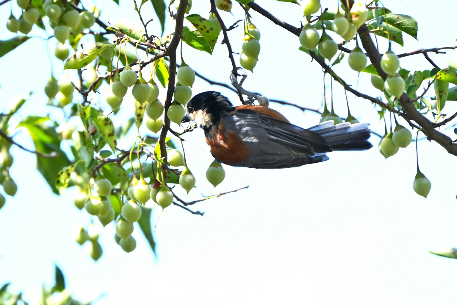 A bird perched on a branch looking at hanging fruits