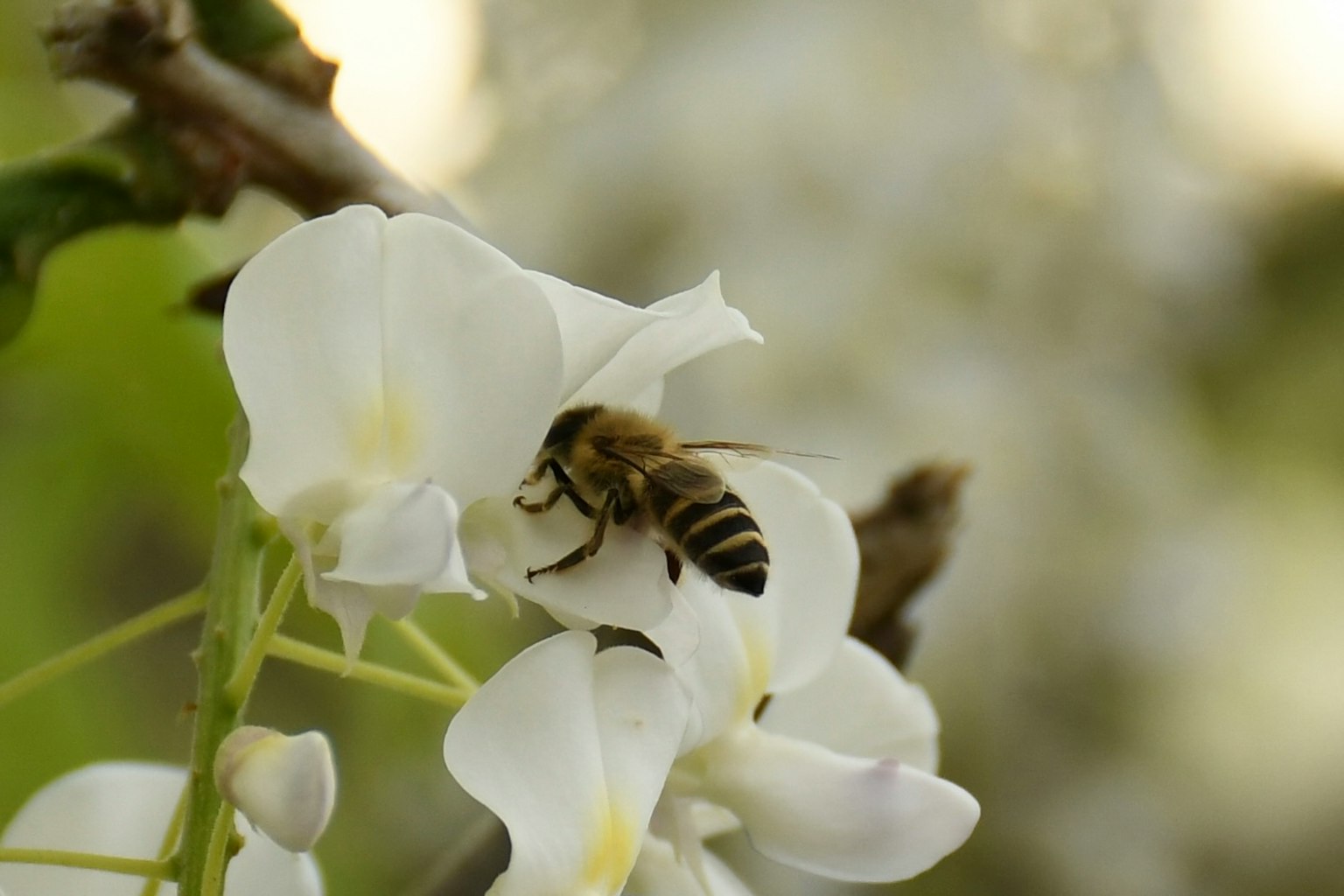 Close-up of a bee collecting nectar from white flowers