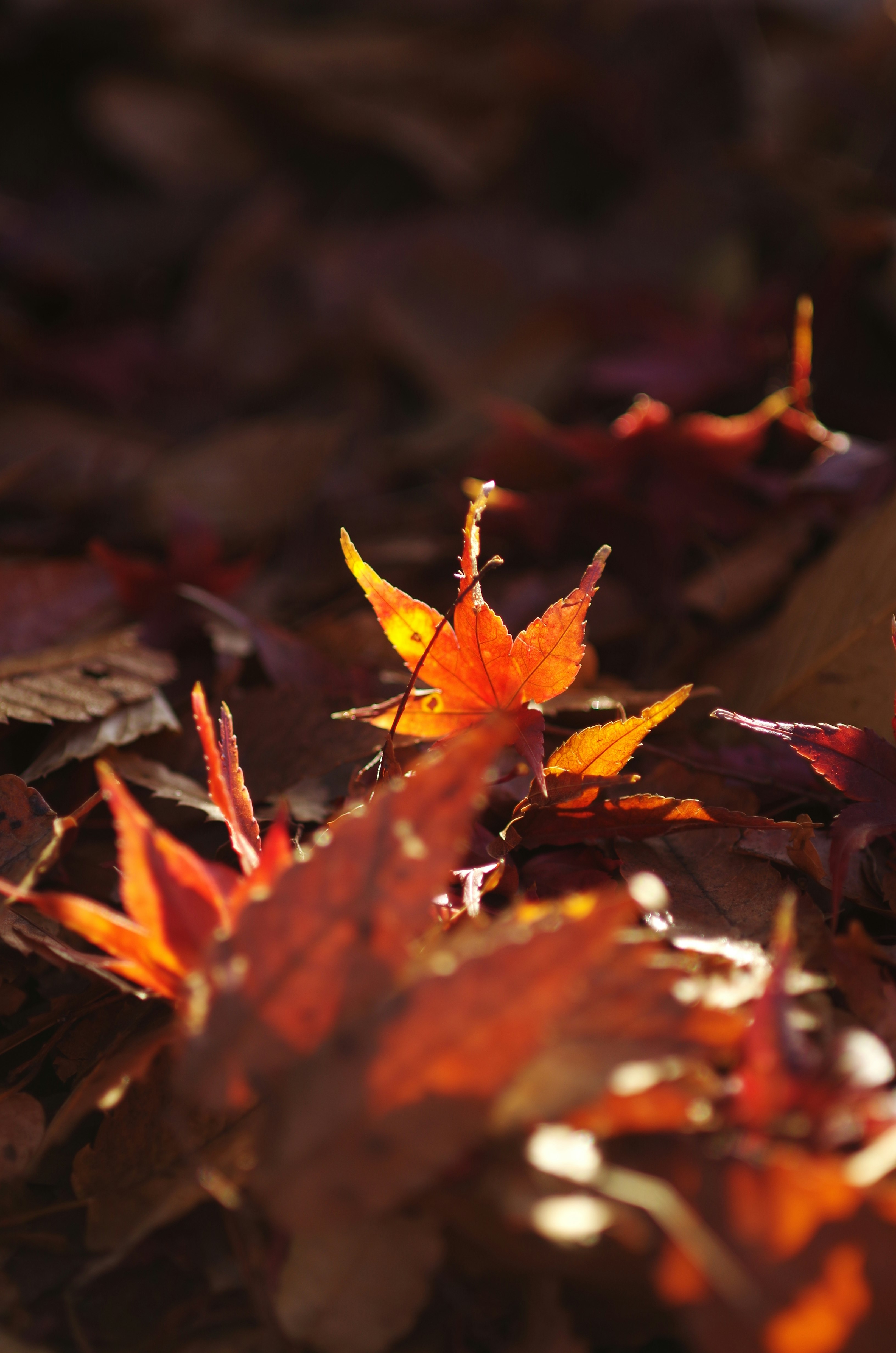 紅葉の落ち葉が舞い散る木陰の風景