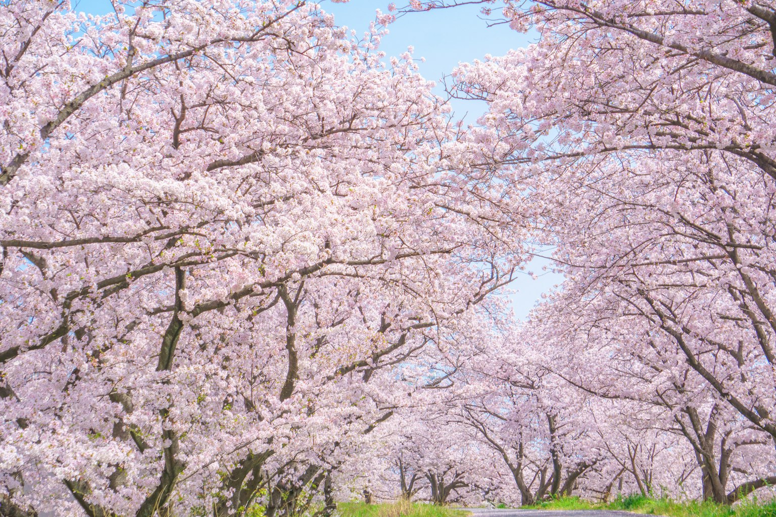 Beautiful landscape of blossoming cherry trees