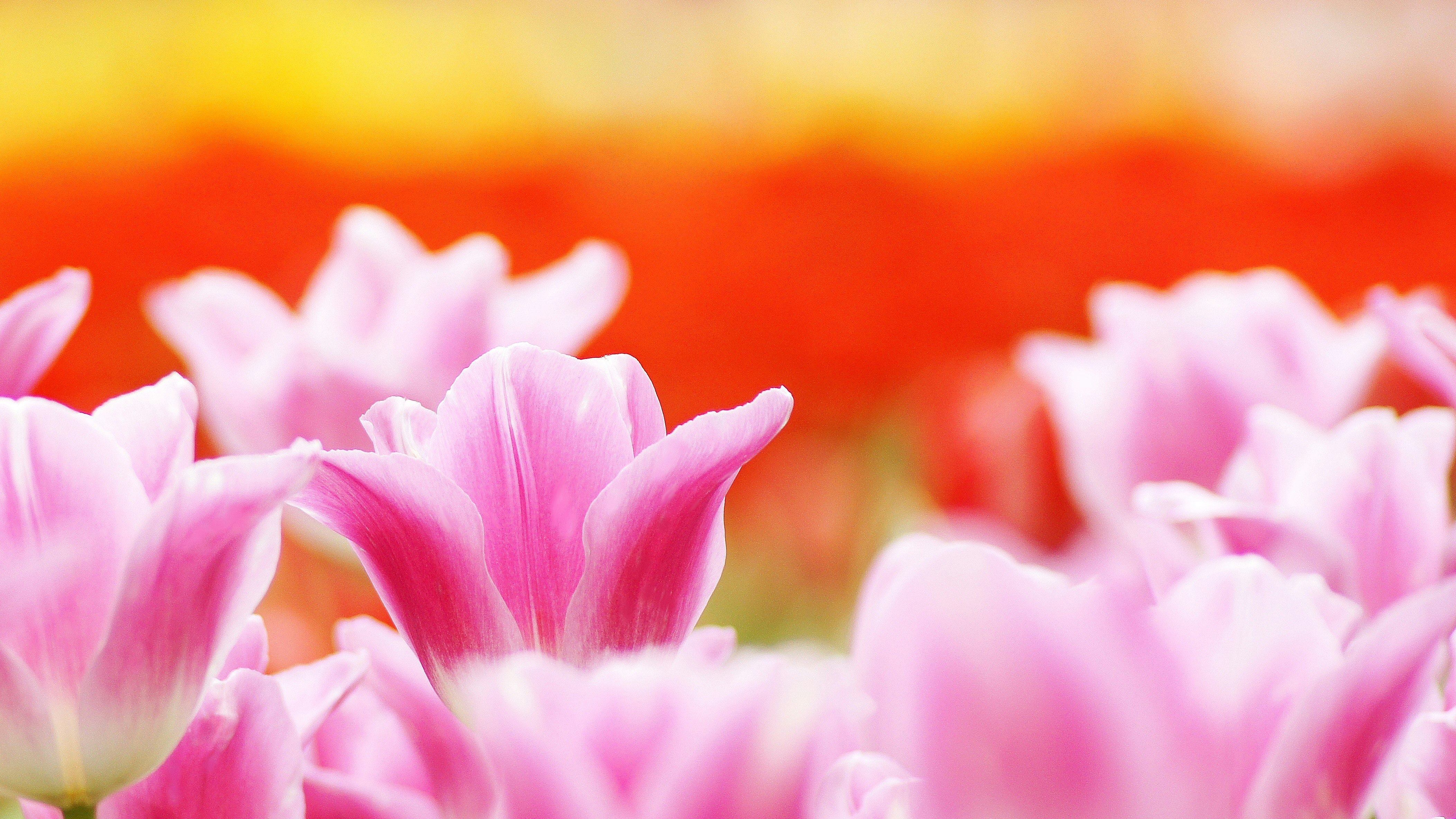 ピンクのチューリップが咲き並ぶ花畑
