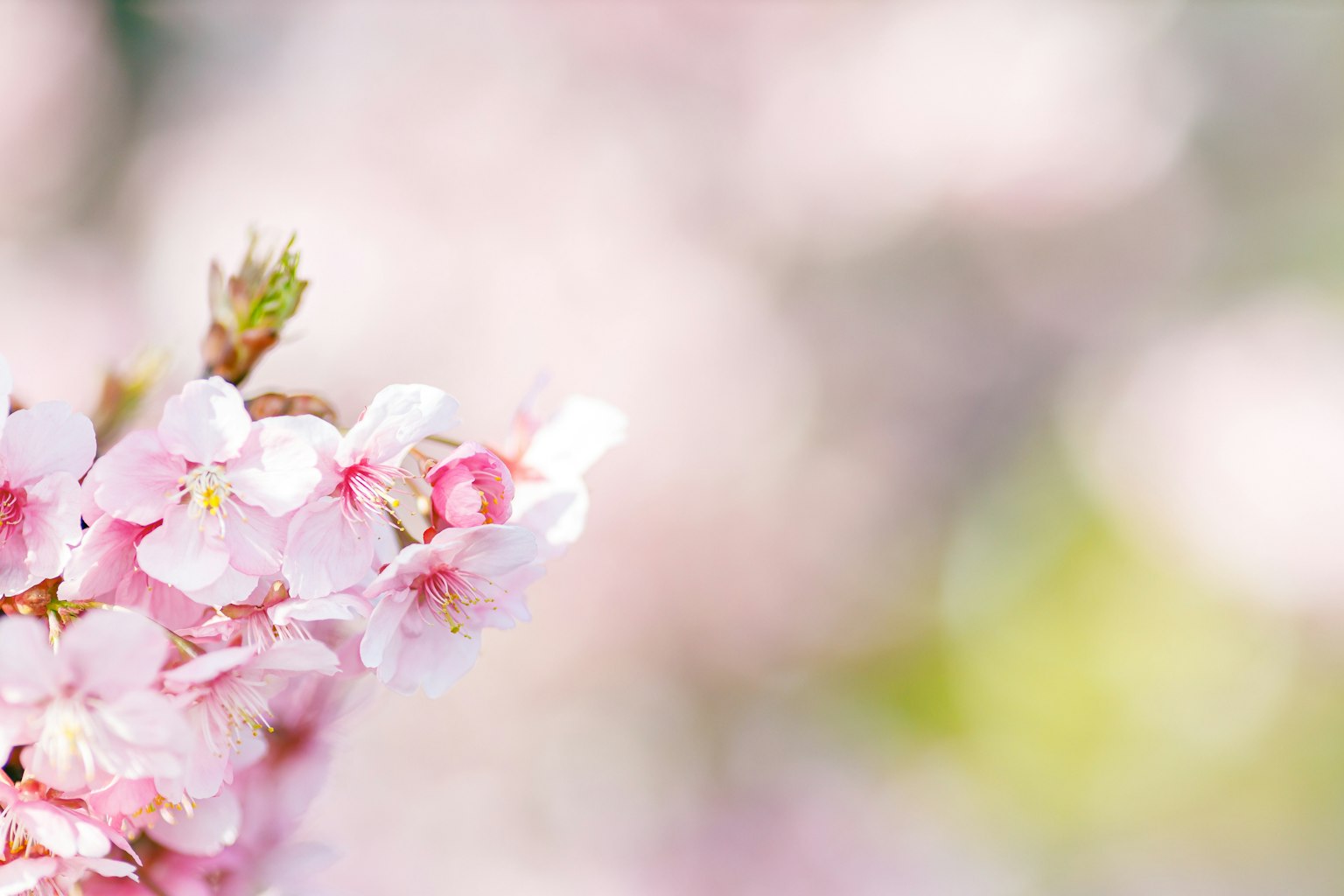 Soft pink cherry blossoms with a blurred background