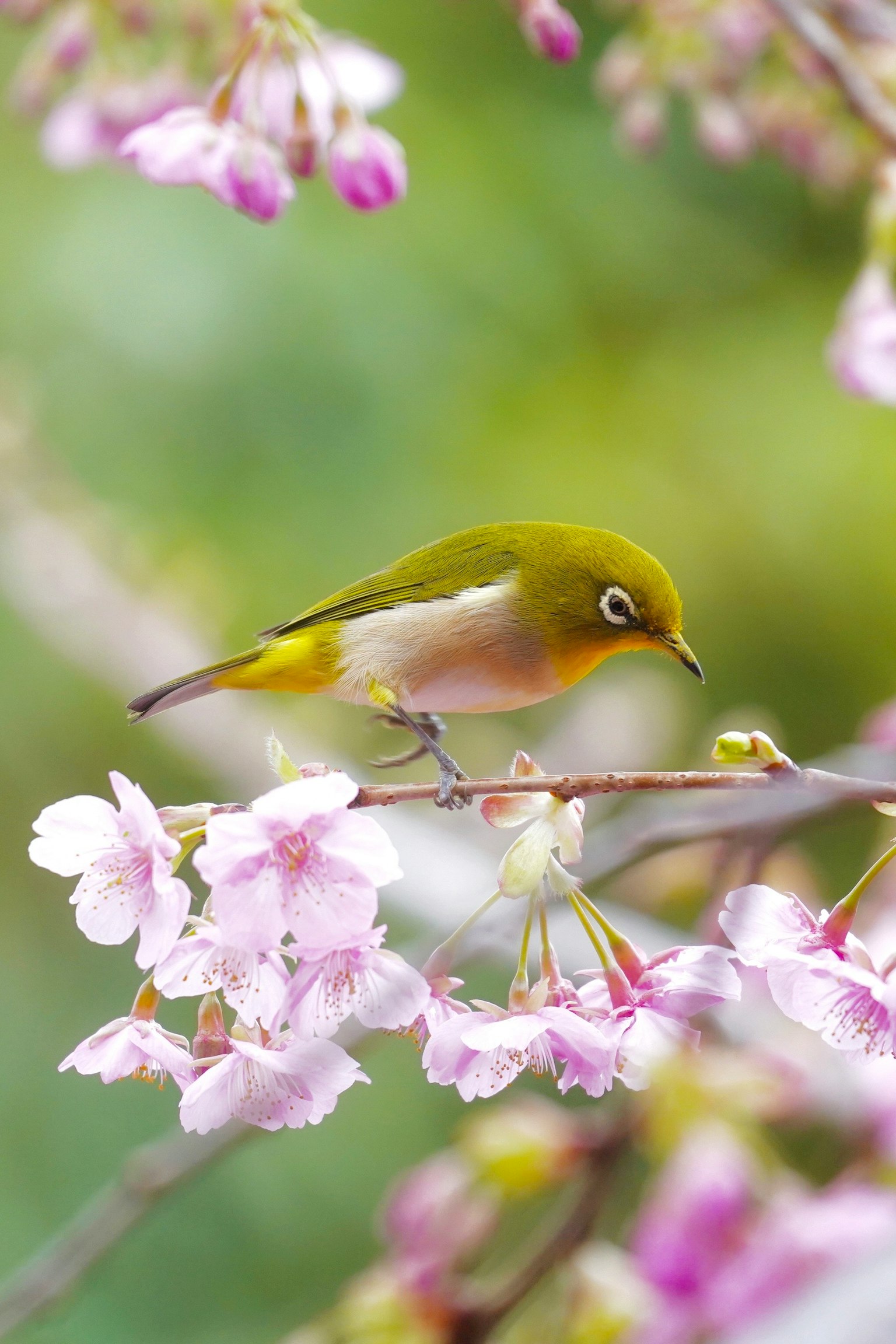 Ein kleiner grüner Vogel sitzt auf Kirschbaumzweigen mit zarten rosa Blüten