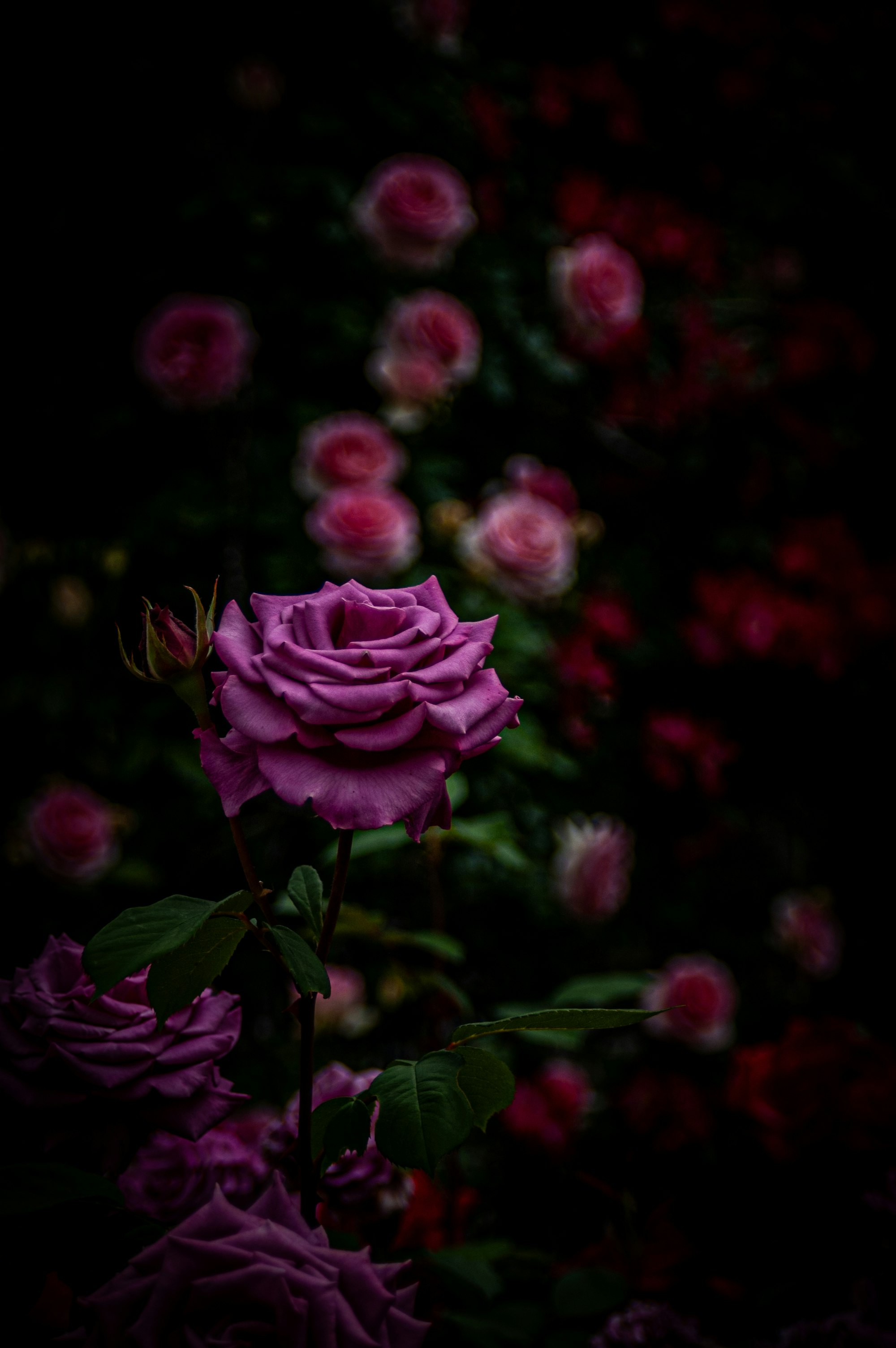 primer plano de rosas moradas con flores desenfocadas