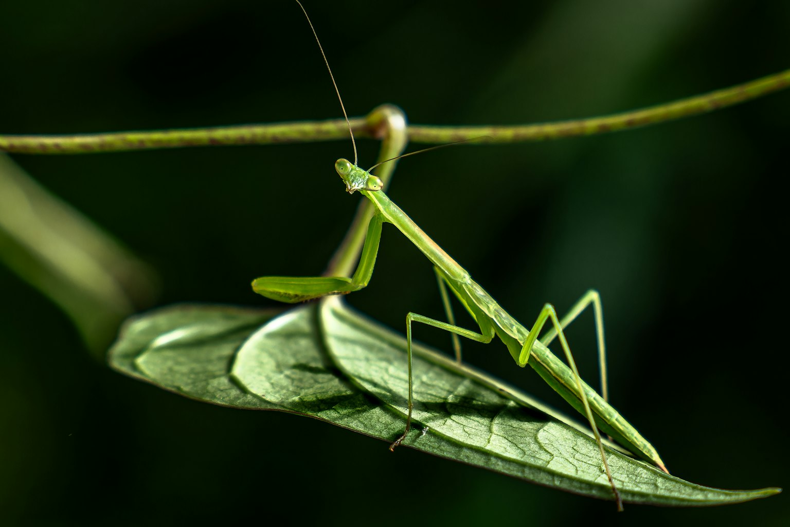 Mantis verde posada sobre una hoja