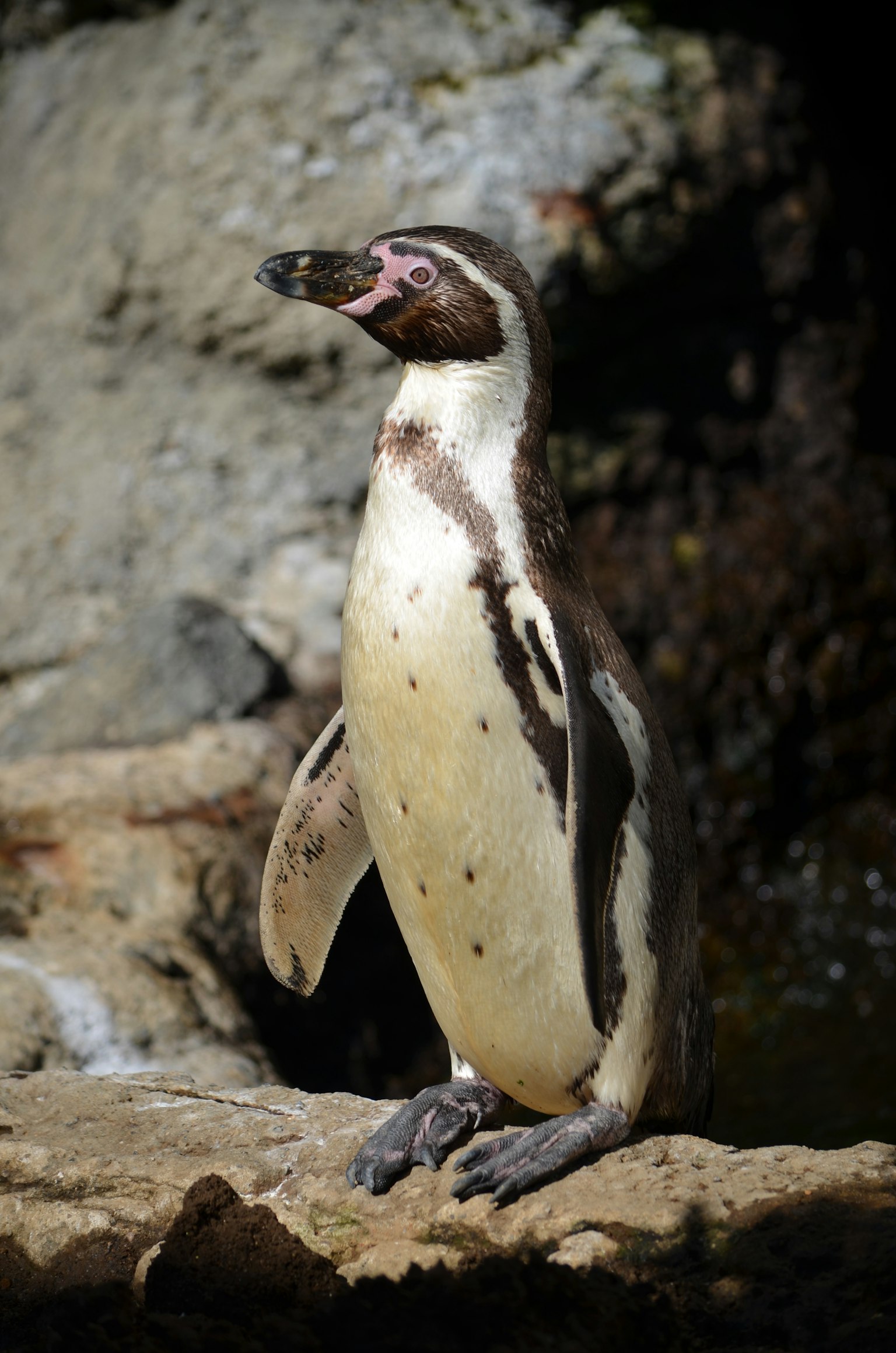 Pingüino de Humboldt de pie sobre una roca