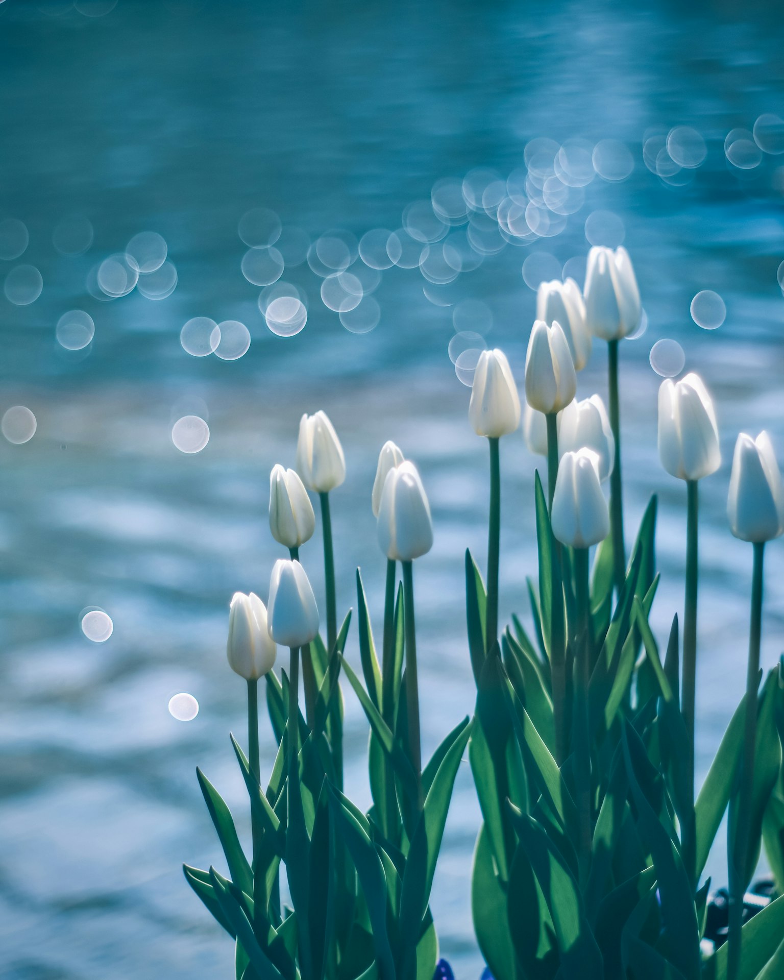 Tulip putih mekar di tepi air dengan latar belakang biru