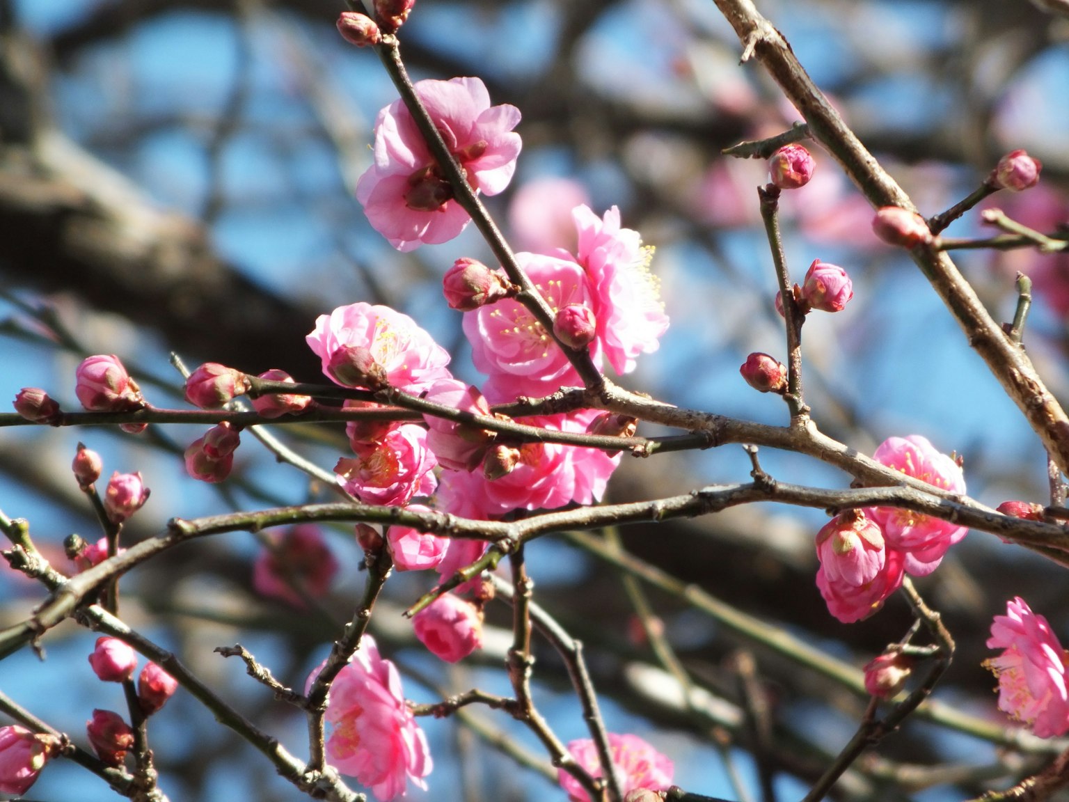 Cabang bunga sakura dengan bunga merah muda dan tunas di latar belakang langit biru