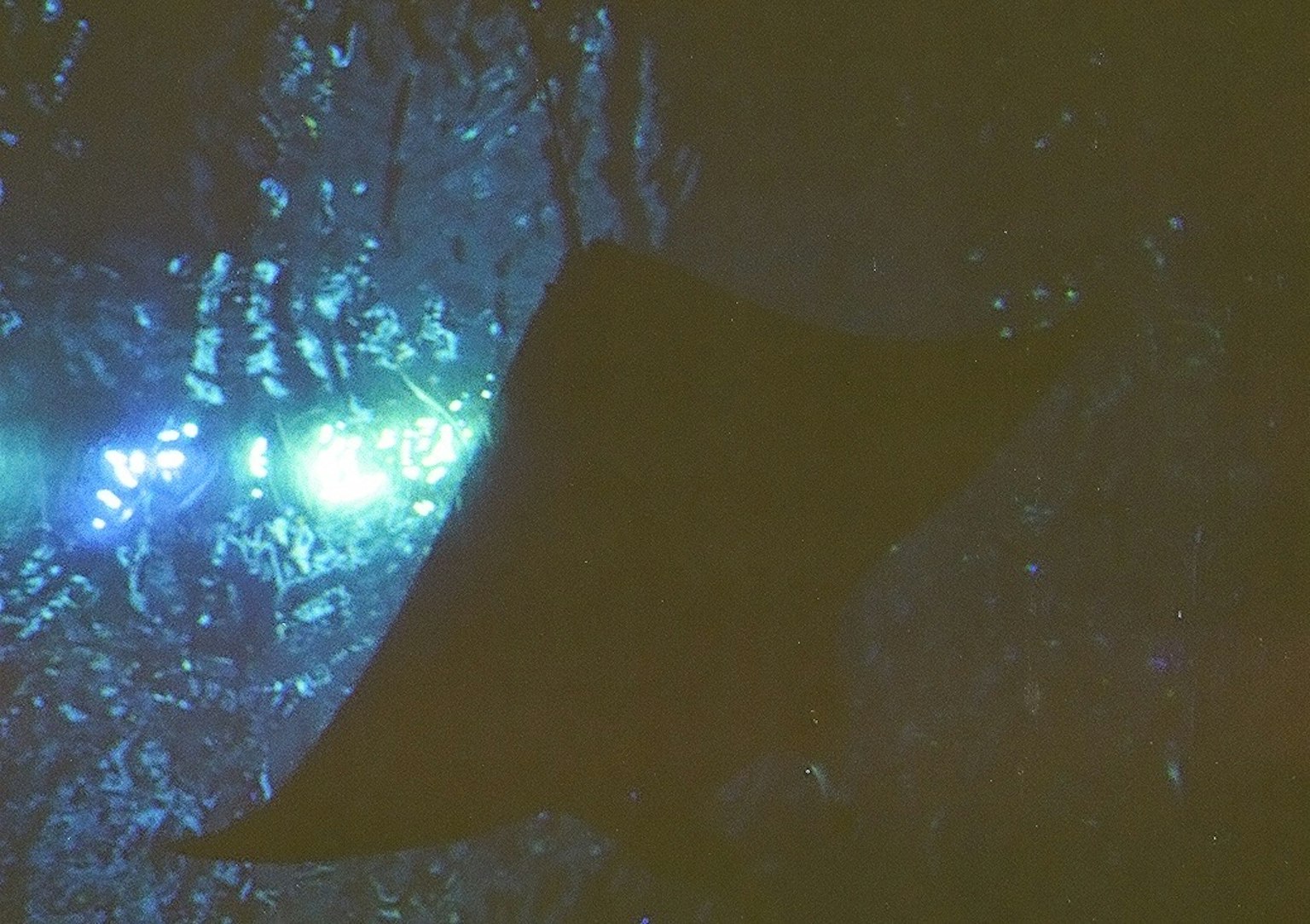 Silhouette eines Rochen unter Wasser mit blauen Lichtern