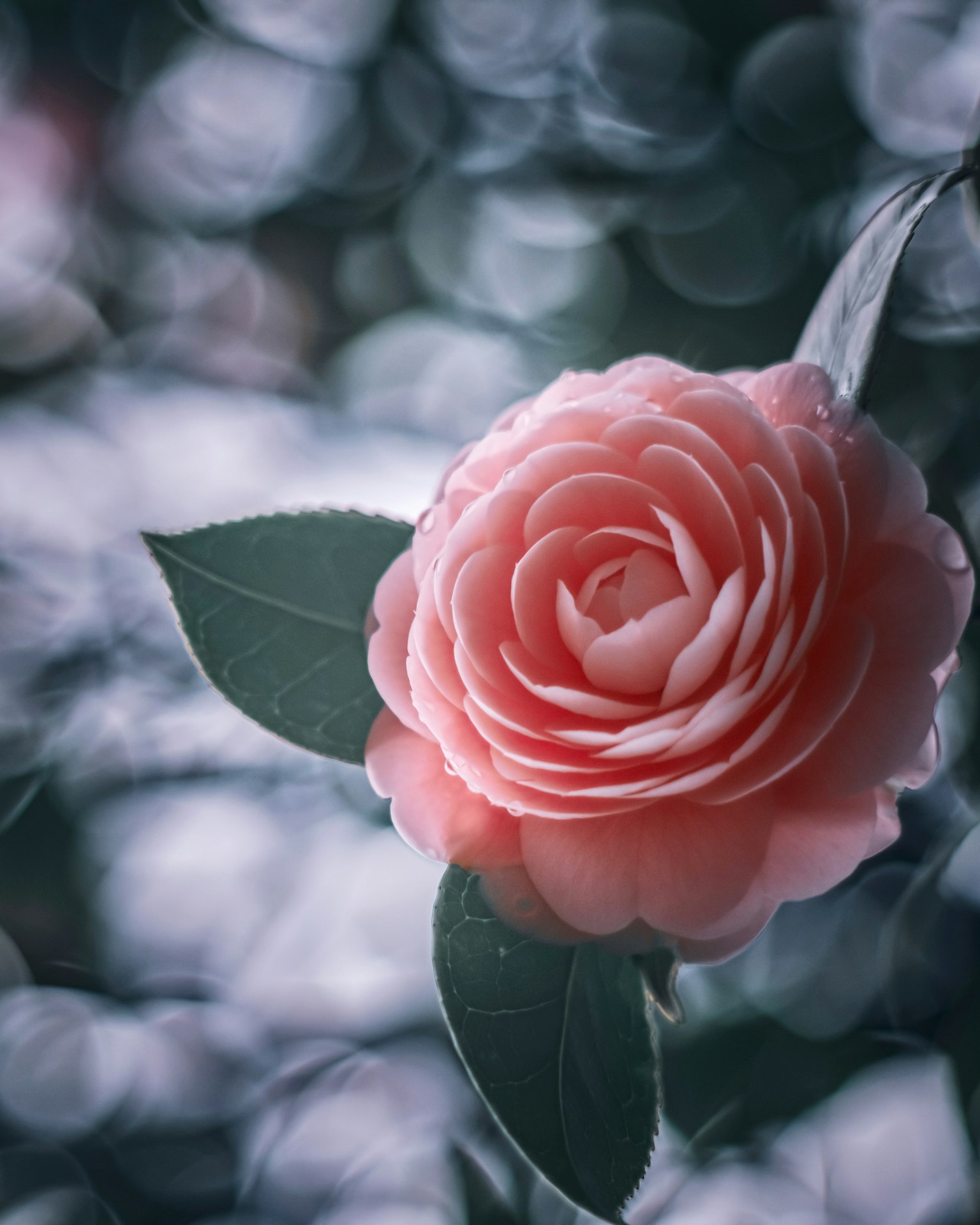 Una hermosa imagen de una flor de camelia rosa pálido floreciendo entre hojas