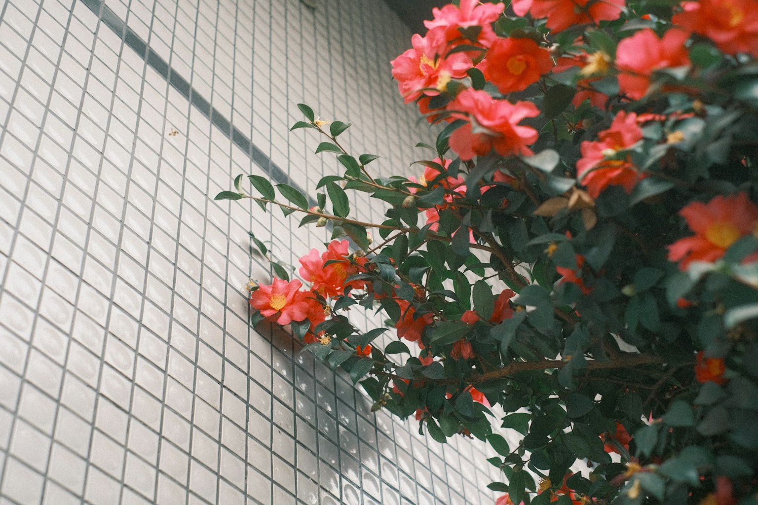 Una planta con flores rojas vibrantes contra una pared de azulejos