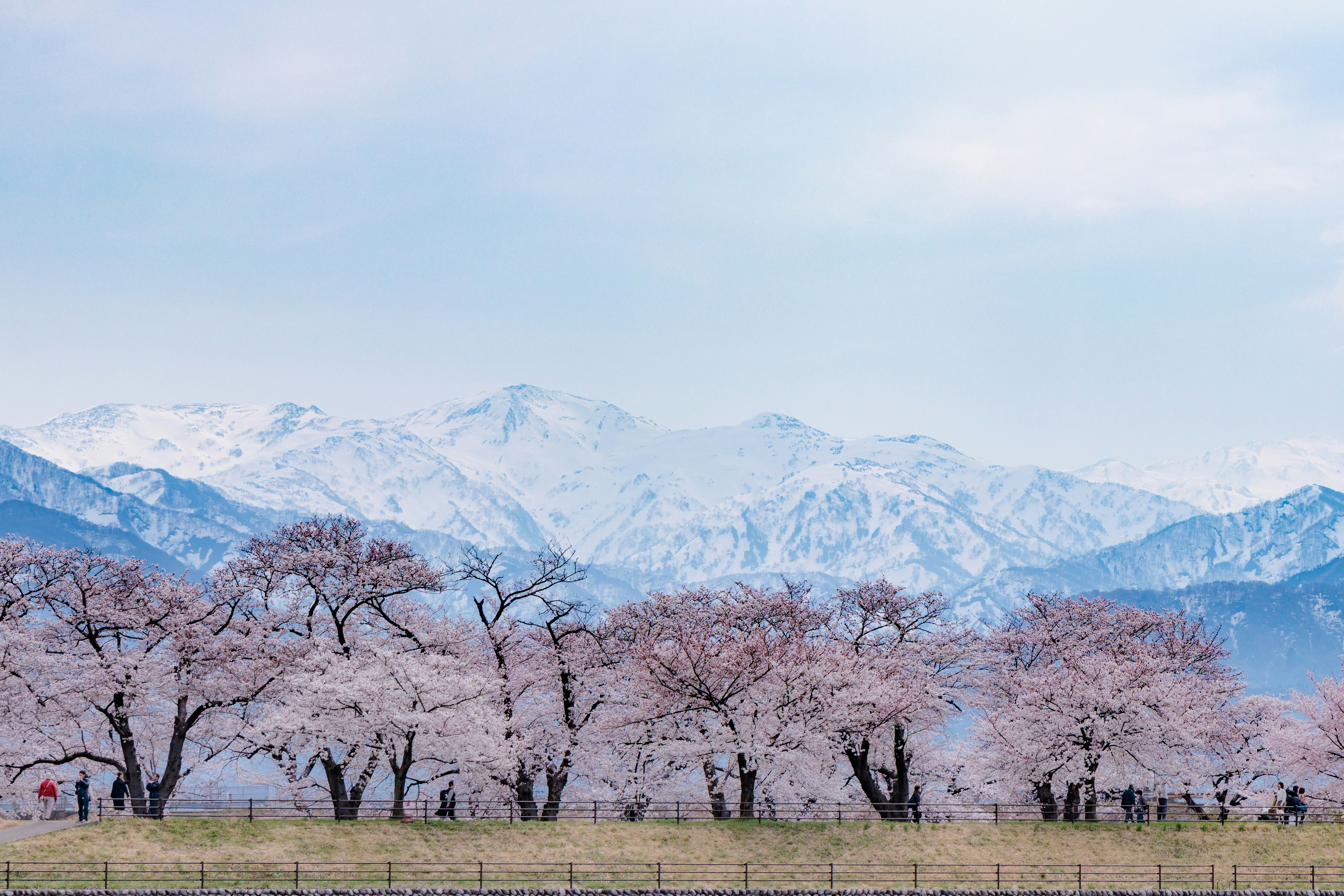 春季櫻花林與立山山脈