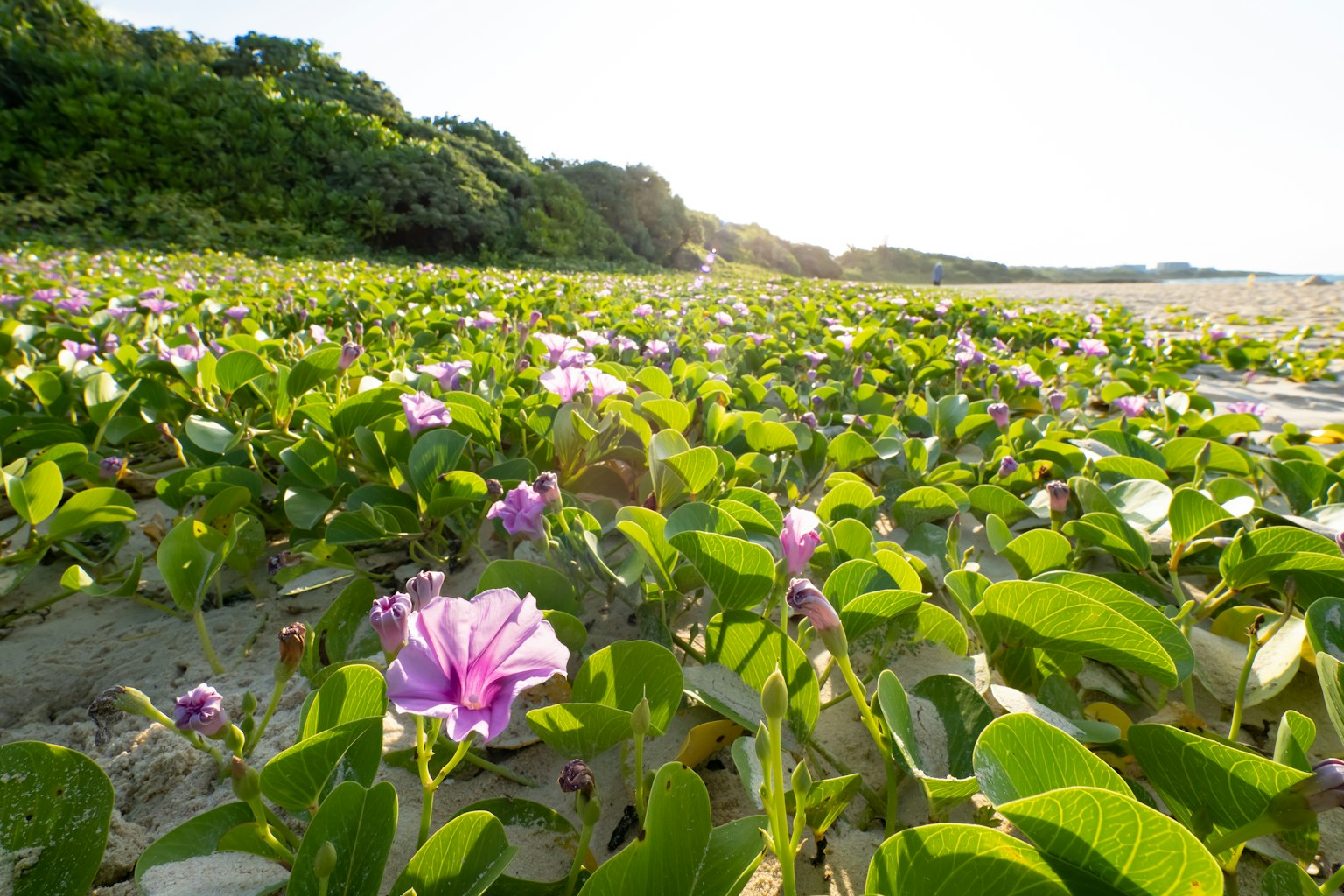 Campo di fiori rosa e foglie verdi su una spiaggia
