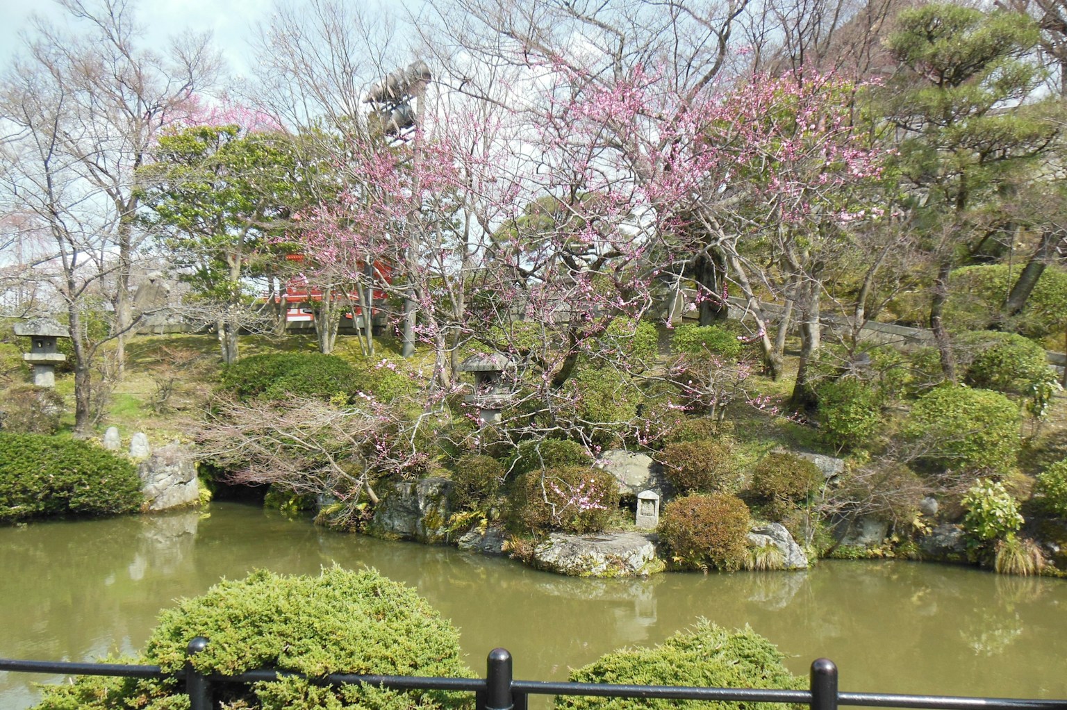 宁静的日本庭园景观，绿意盎然，樱花绽放在池塘上方