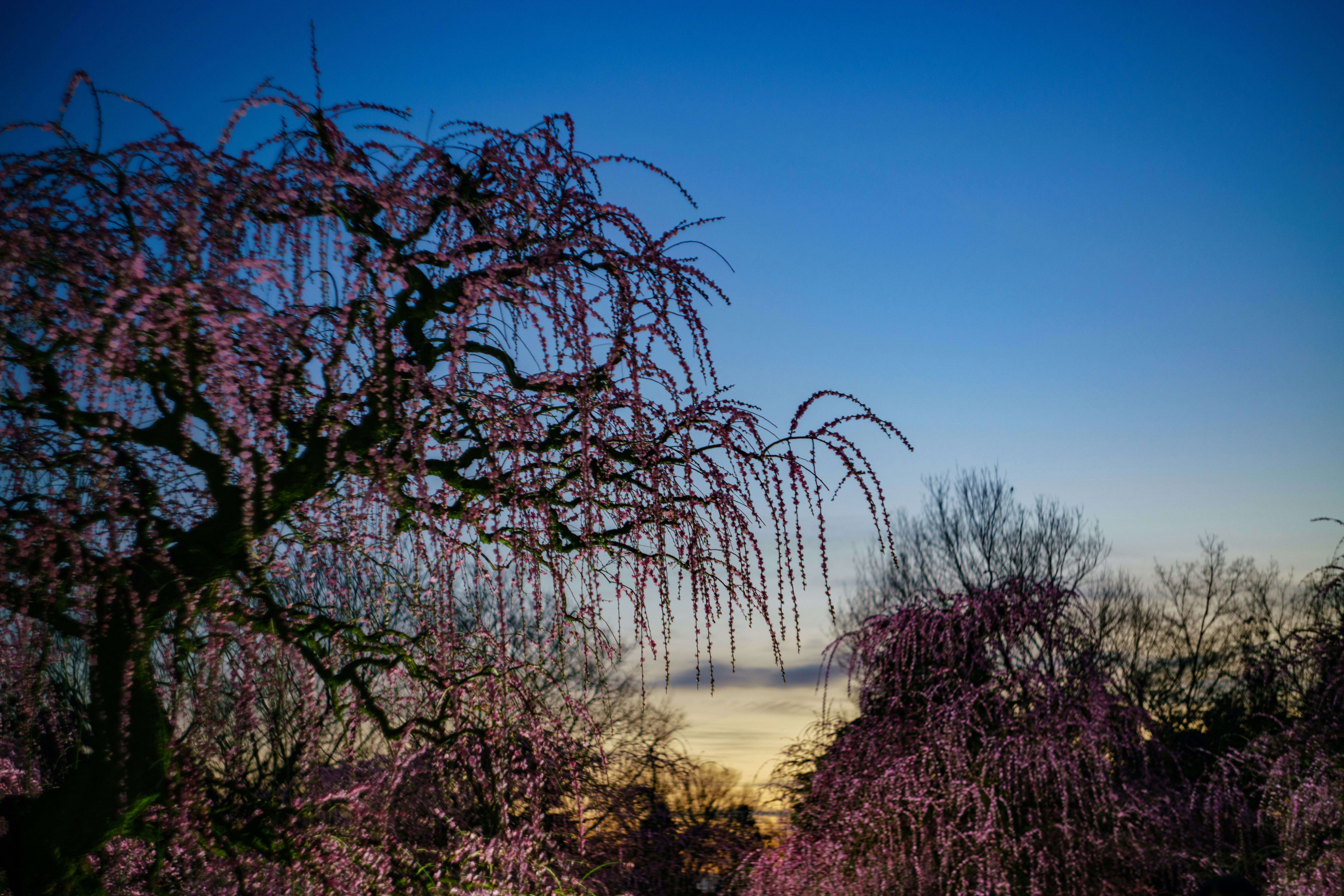 しだれ桜の木と青空の田園風景