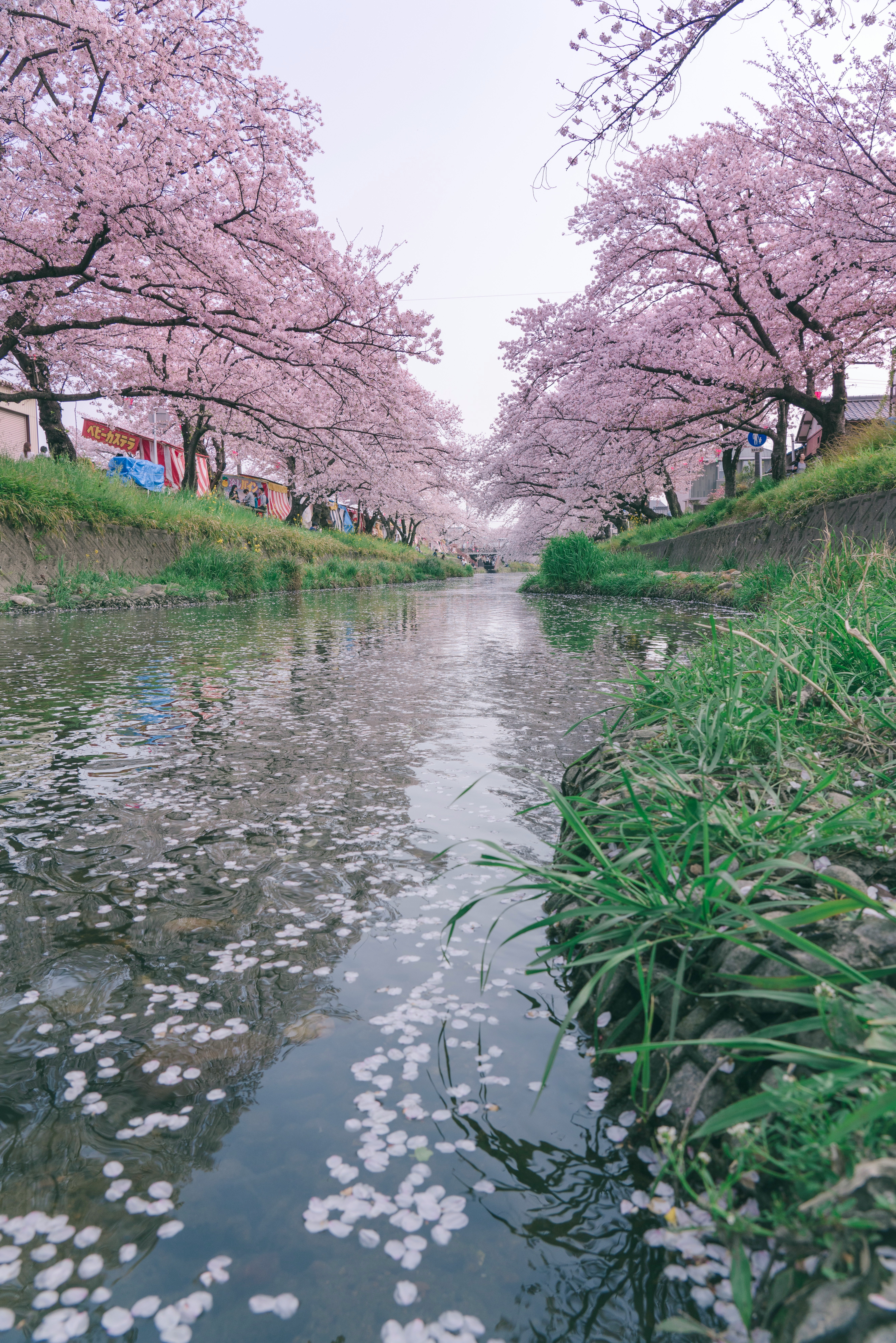 桜並木の小川に浮かぶ花びらのある風景