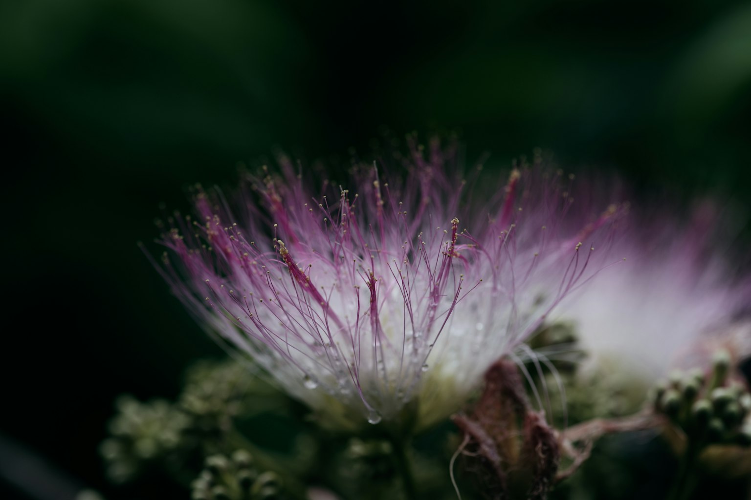 Primo piano di un bellissimo fiore con petali viola gocce su foglie e sfondo sfocato