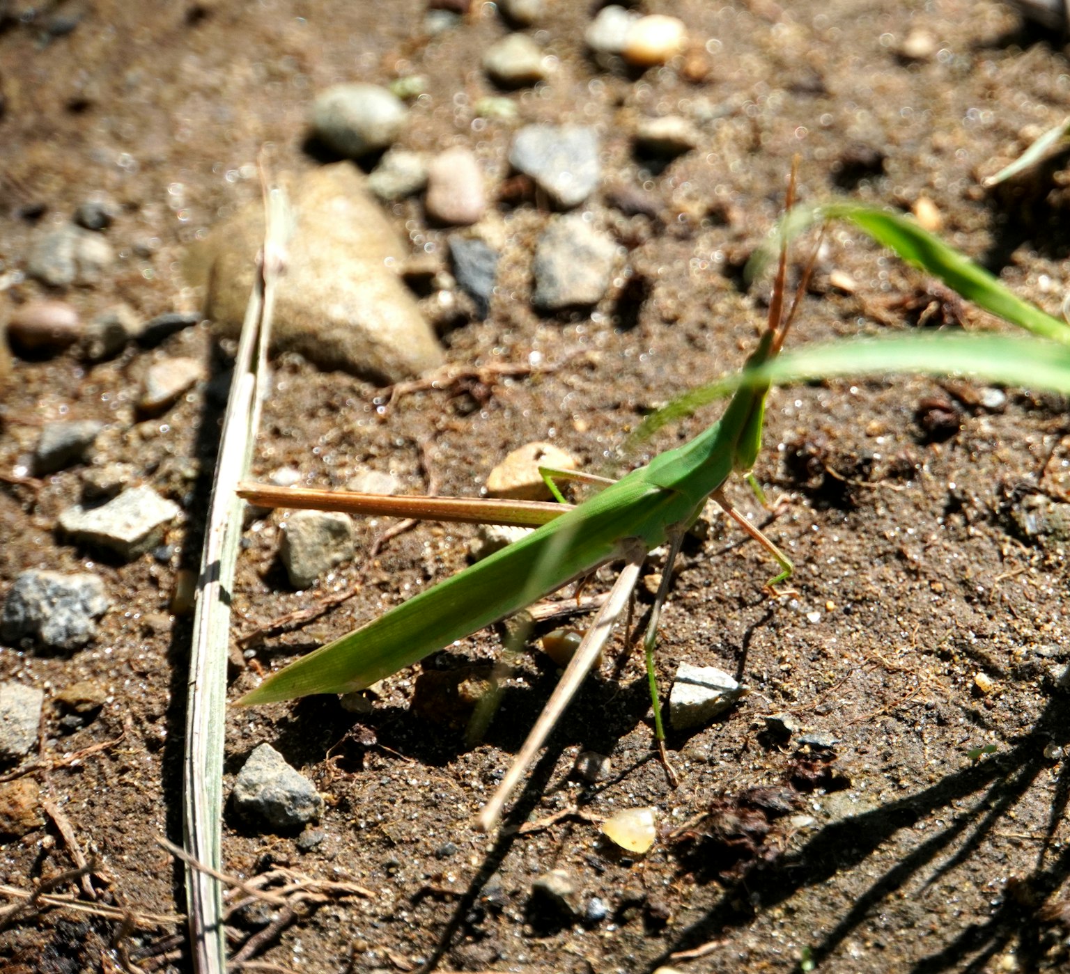 Grüne Heuschrecke auf dem Boden mit kleinen Steinen und Gras im Hintergrund