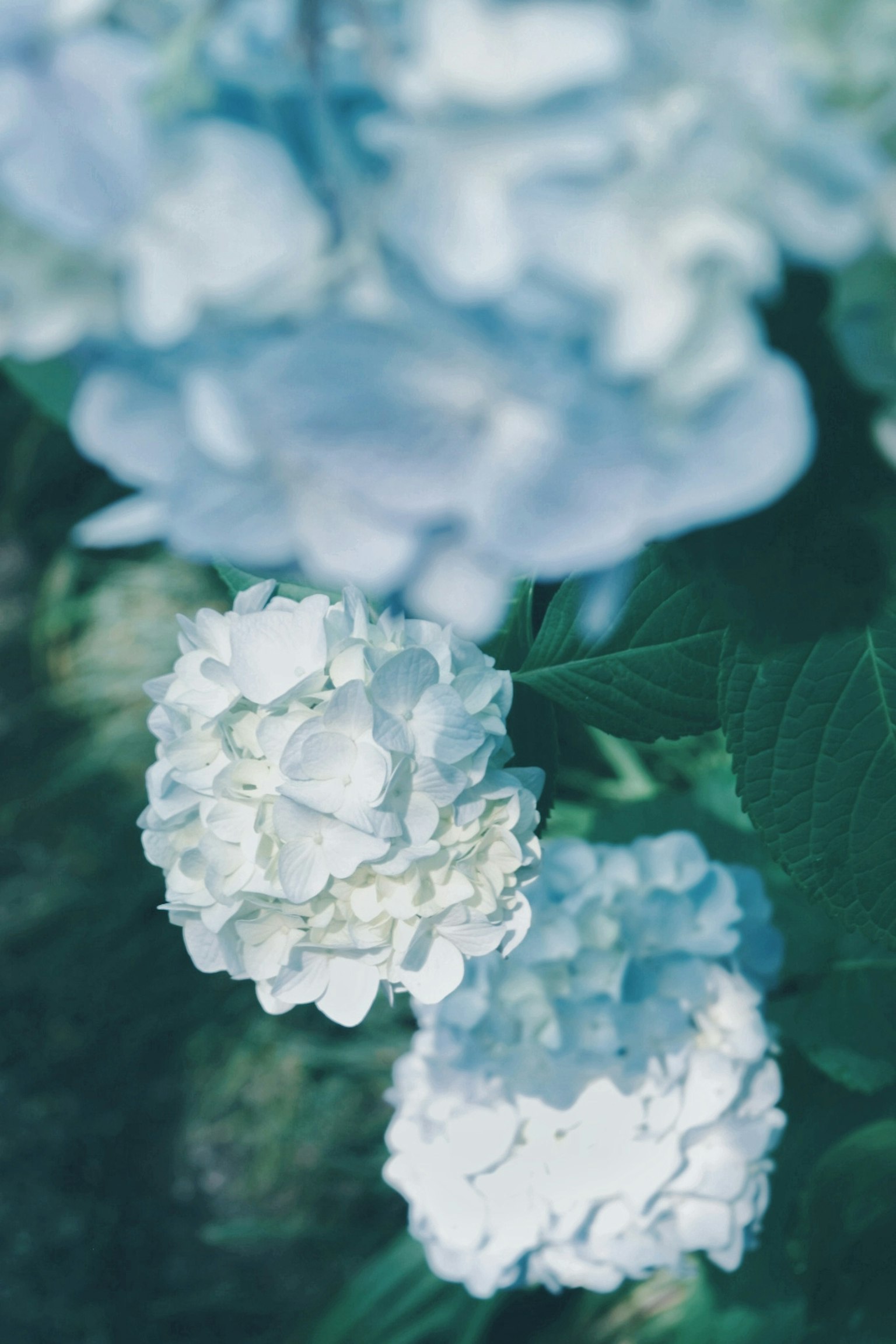 Gros plan de fleurs blanches sur un fond bleu doux