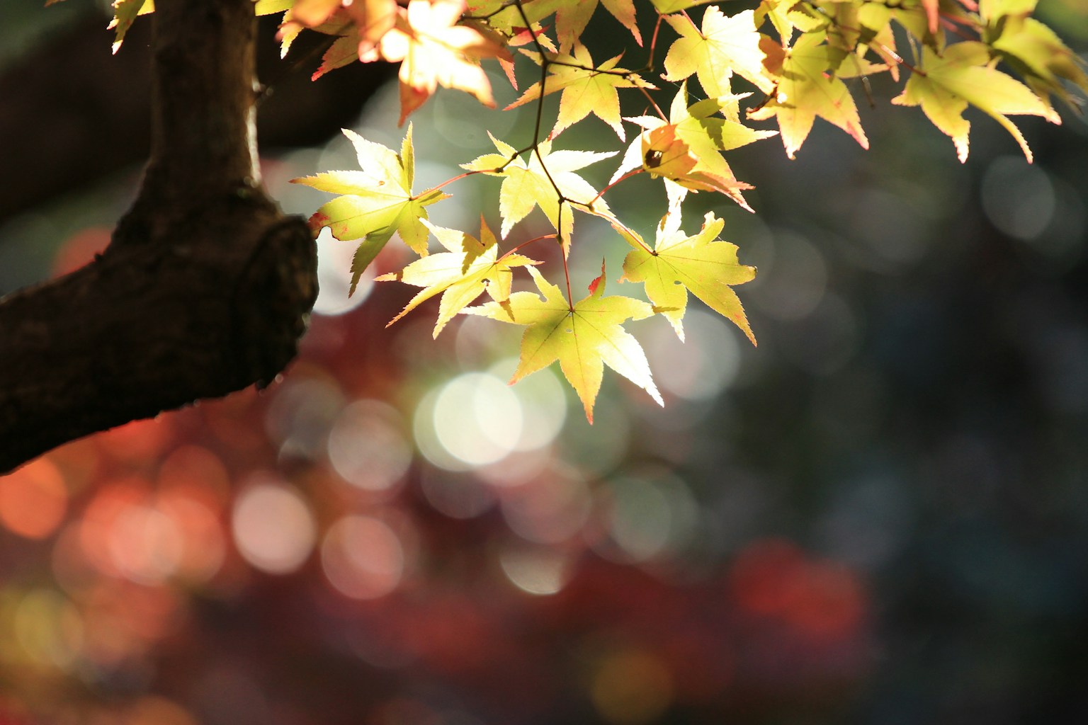 Autumn scene with yellow leaves and blurred background