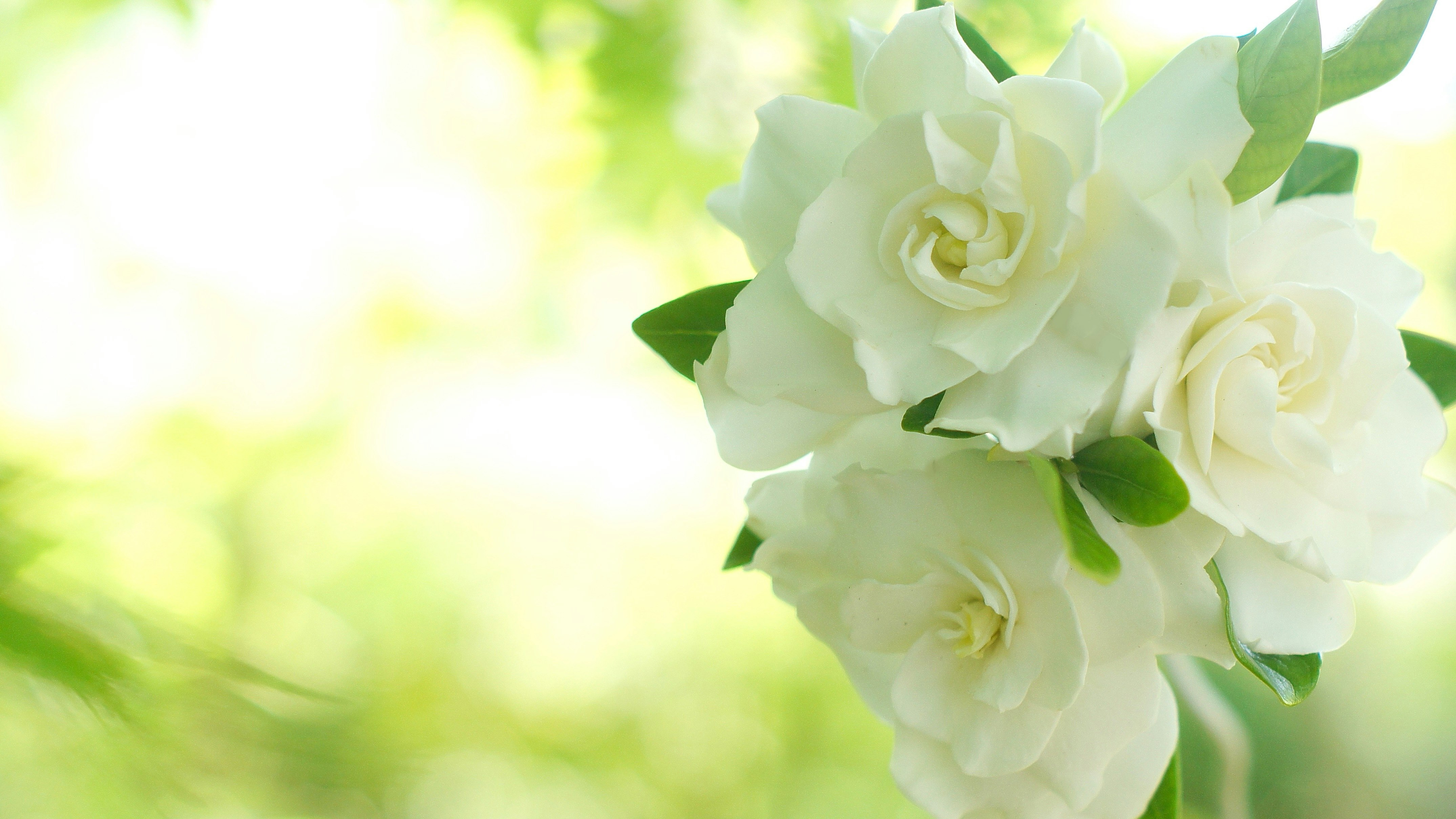 白いバラの花束のクローズアップ