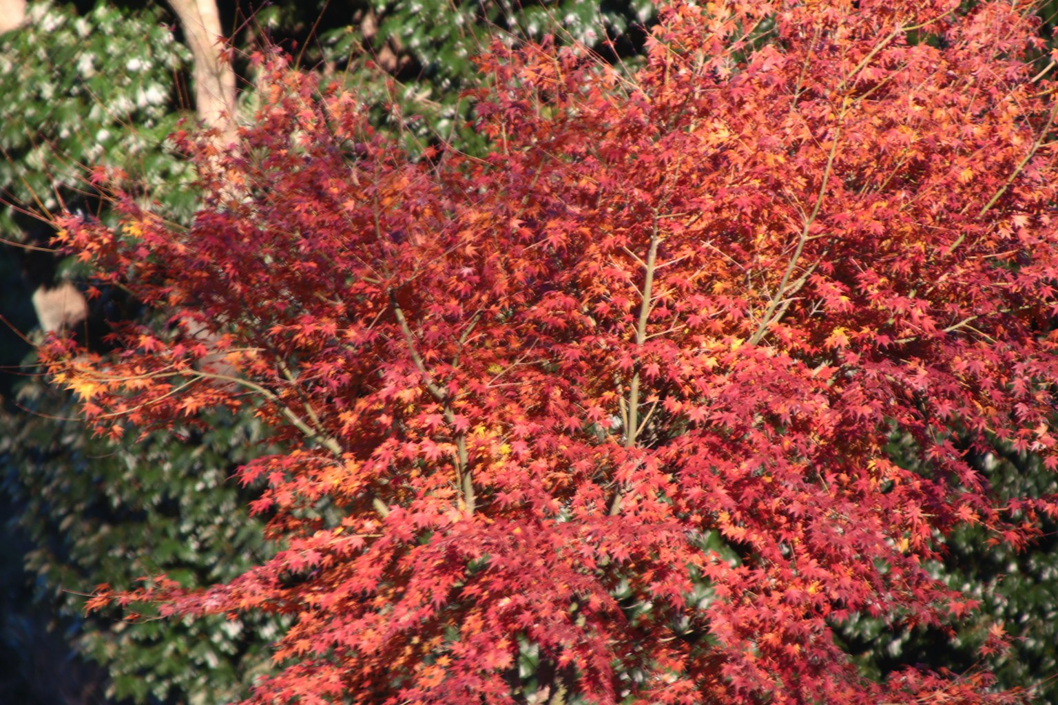 Primo piano di un albero con foglie rosse e arancioni