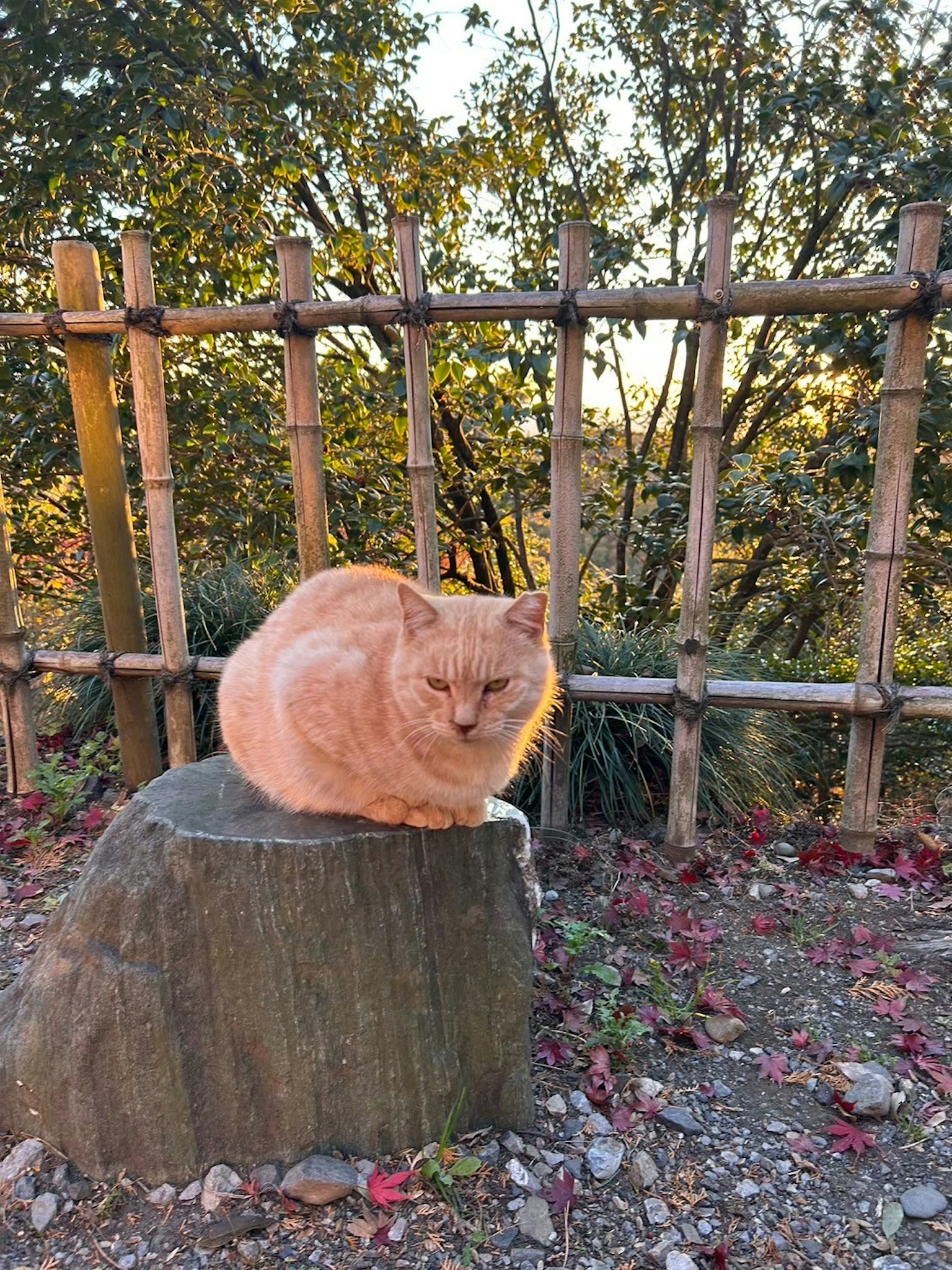 Eine orange Katze sitzt auf einem Stein mit einem Bambuszaun und Grün im Hintergrund