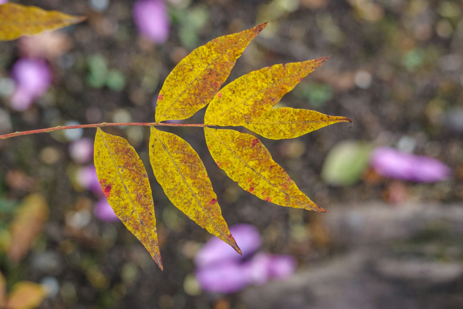 Vibrant yellow leaves against a background of scattered purple petals on the ground