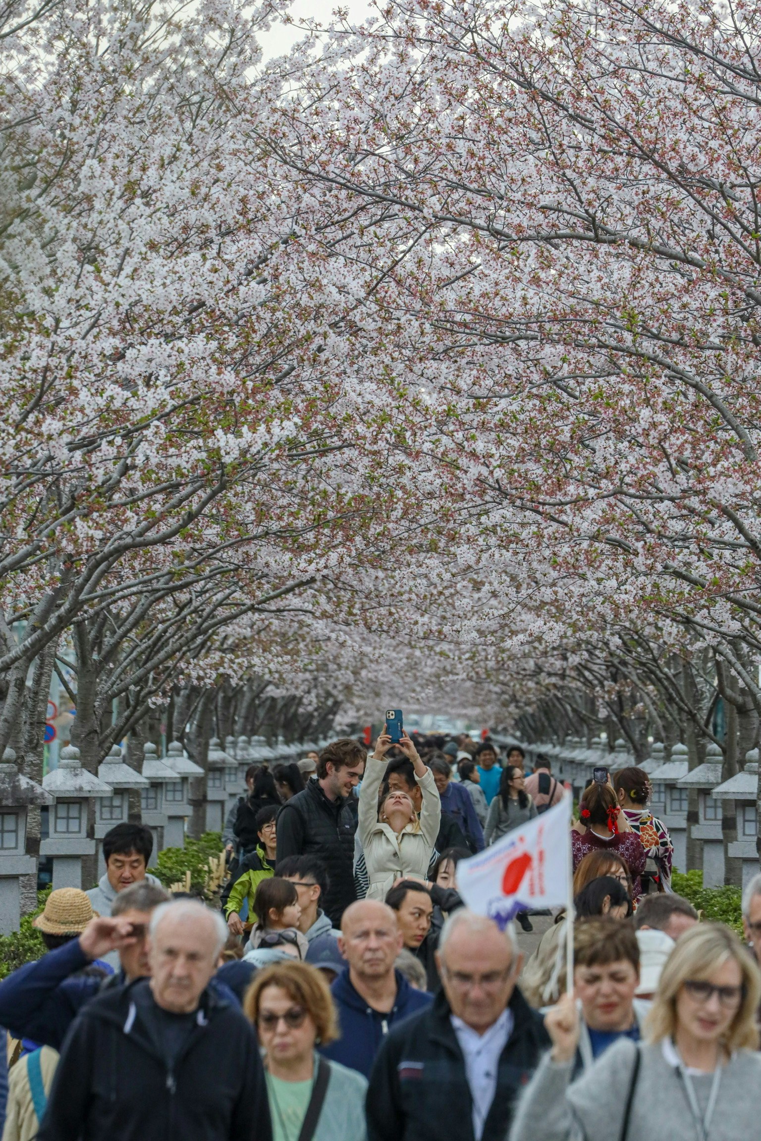 Multitud de personas caminando por un camino flanqueado por cerezos en flor en primavera