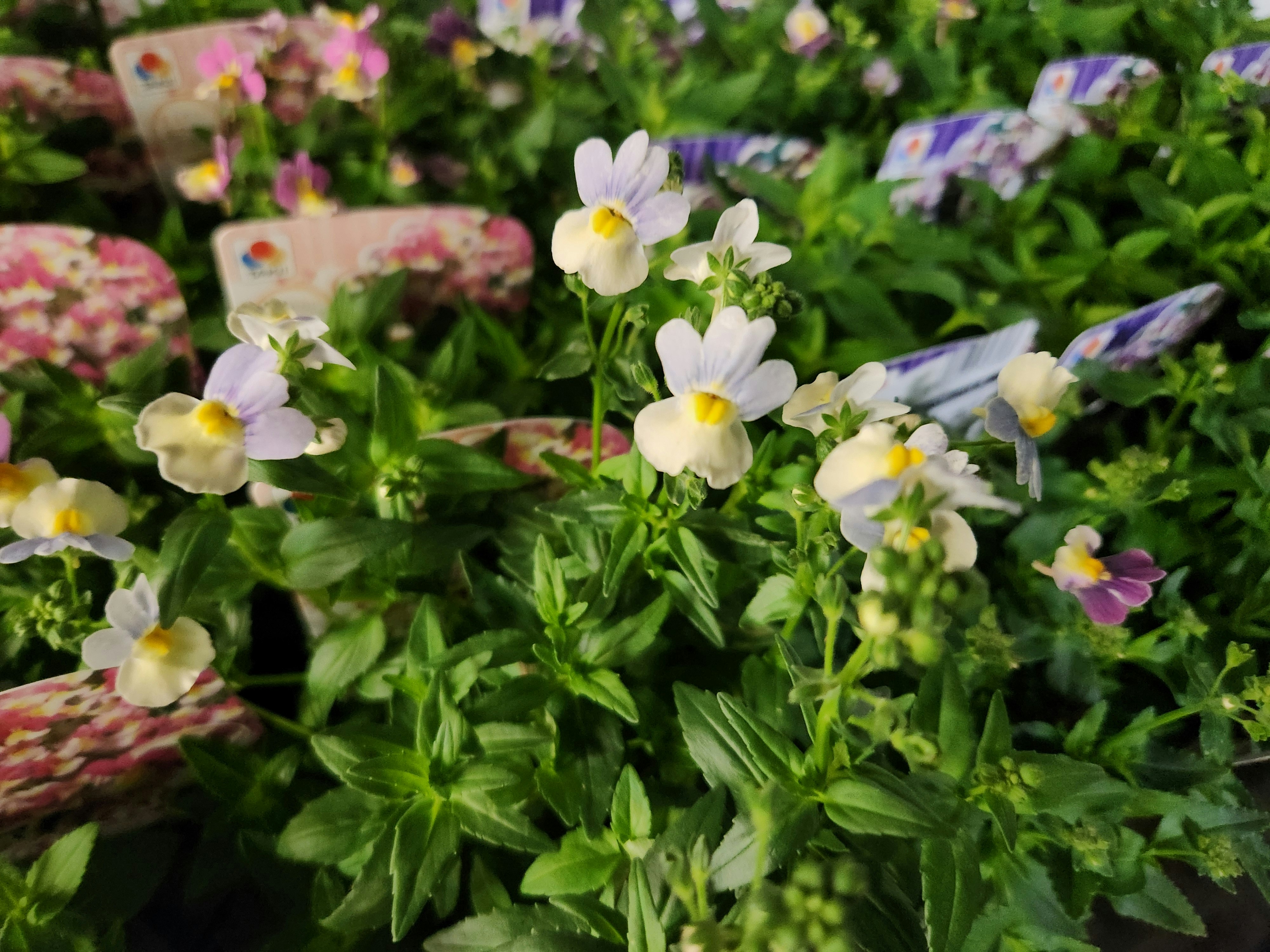 close-up of small white and yellow flowers in a garden bed