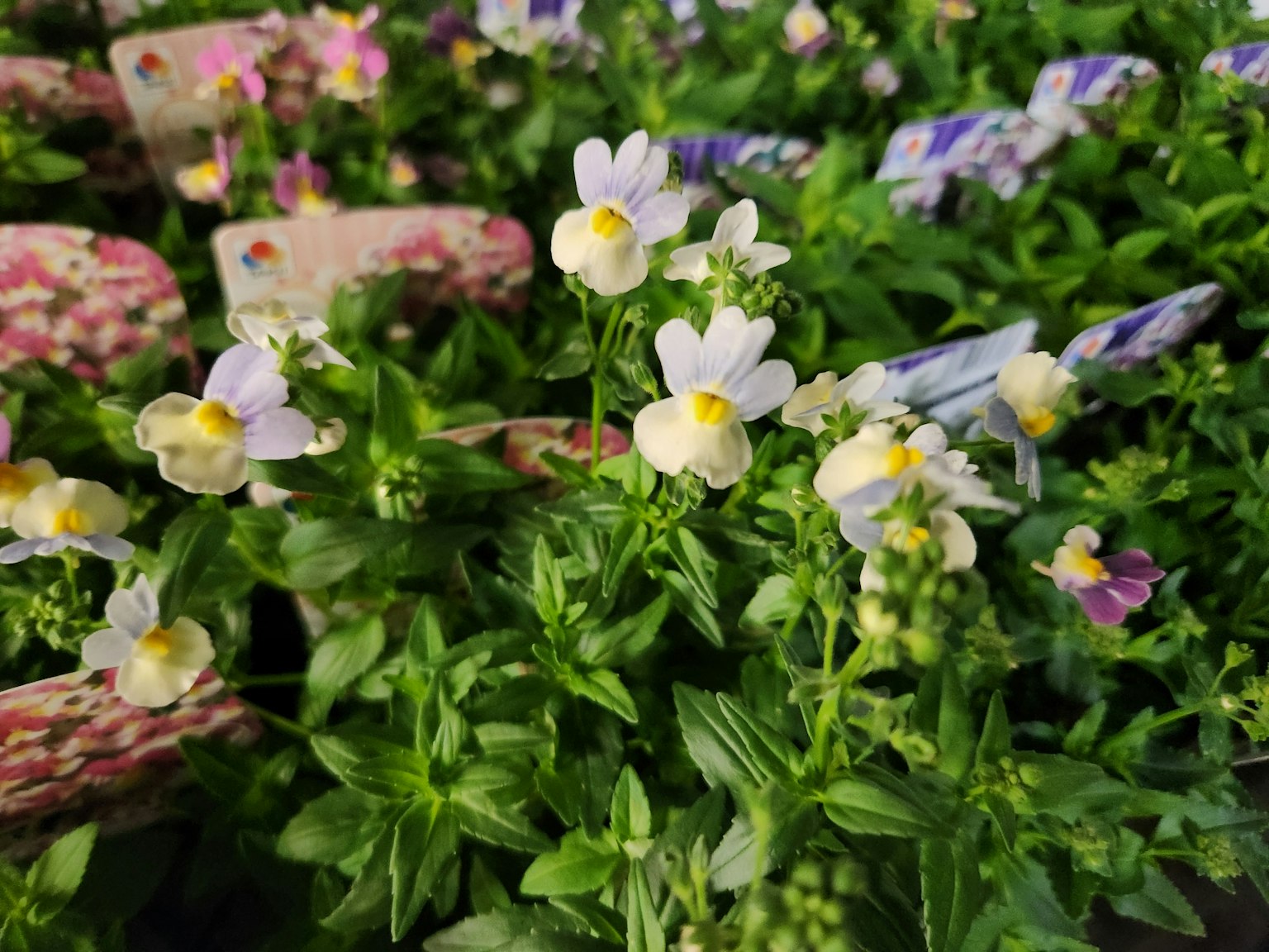 Nahaufnahme einer grünen Pflanze mit kleinen weißen Blumen