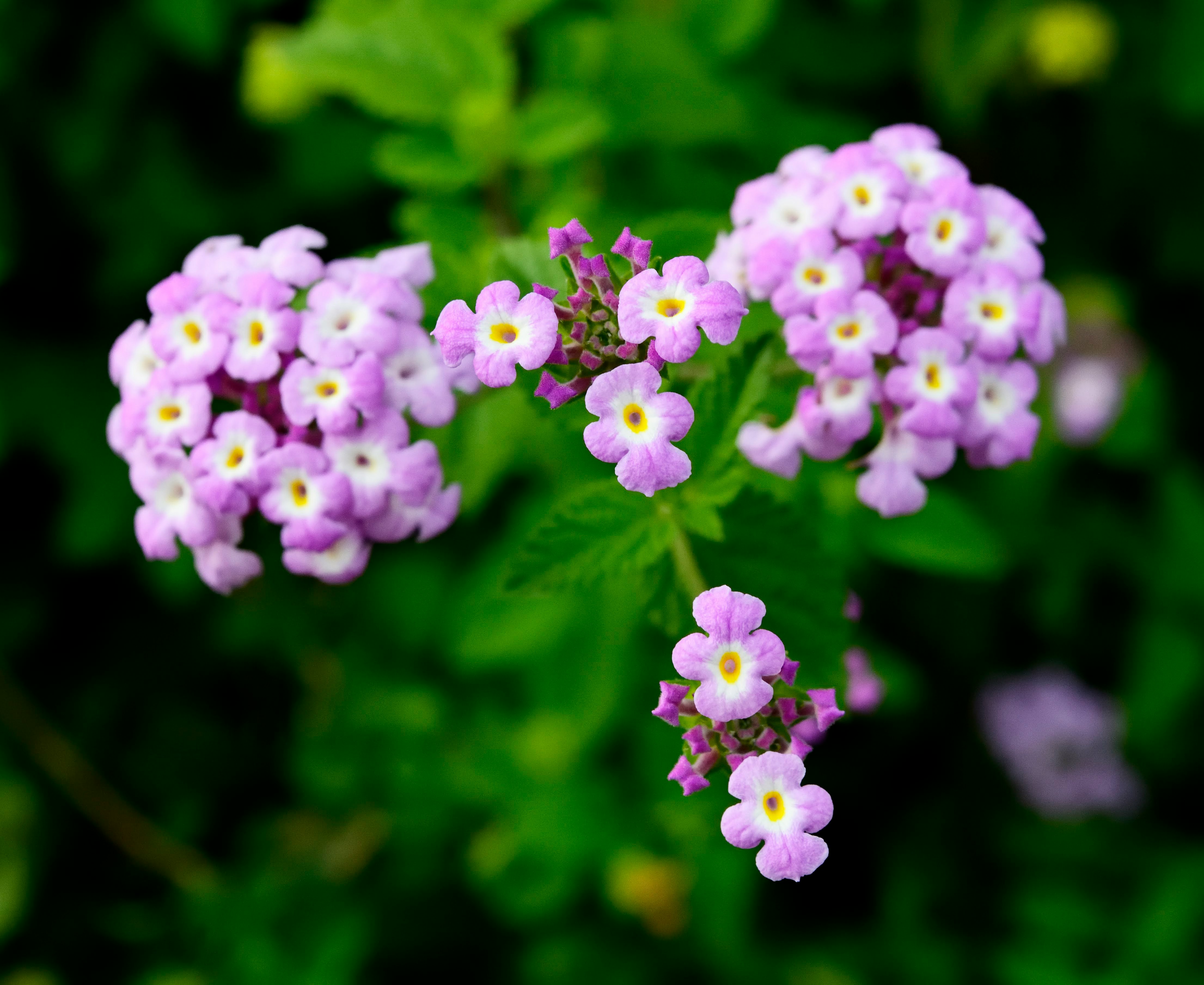 ピンクの小花が咲くボケた花畑のクローズアップ