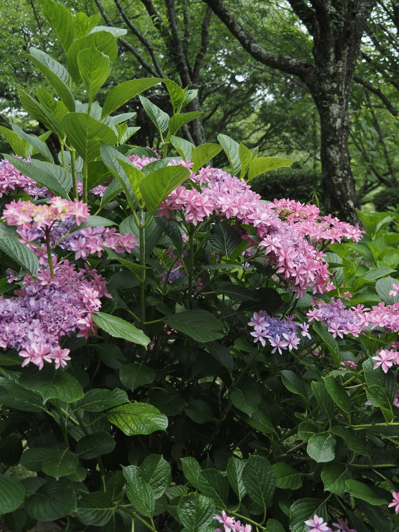 Colorful hydrangea flowers blooming in a lush green setting