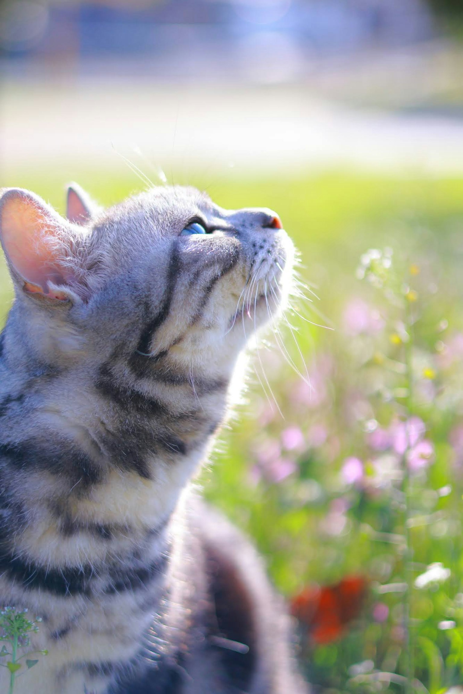 Perfil de un gato mirando hacia arriba entre flores
